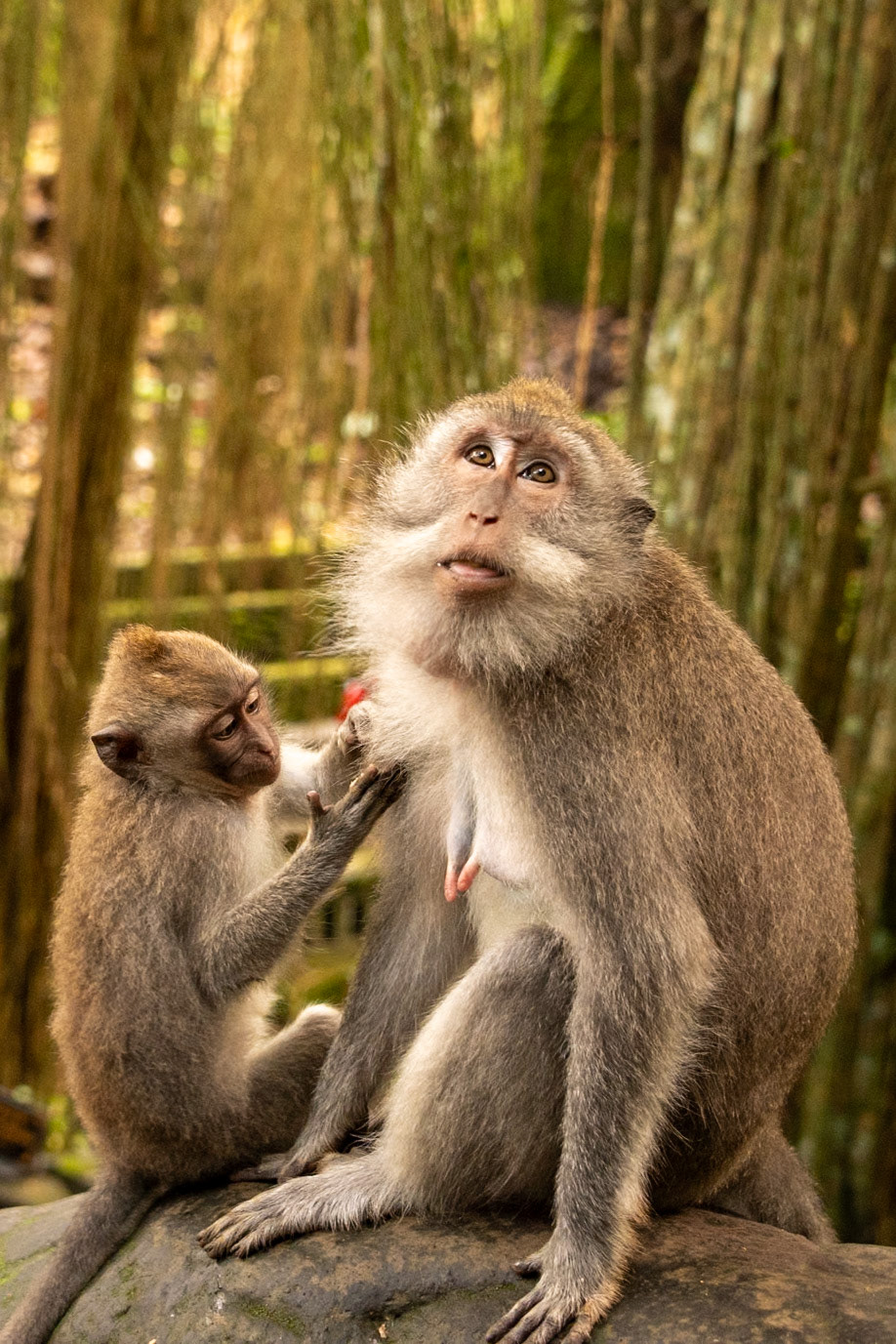 Mom and baby at the Sacred Monkey Forest Sanctuary.