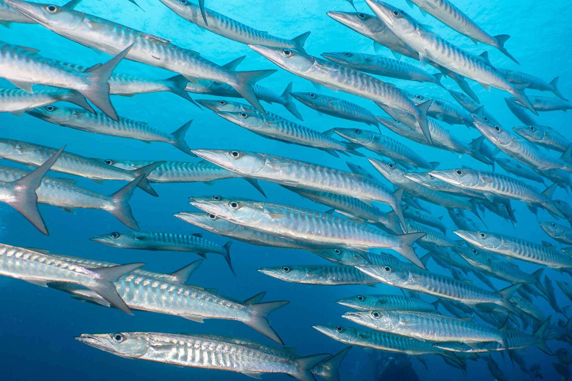 A school of Blackfin Barrracuda swimming by during our safety stop at My Reef in Raja Ampat.