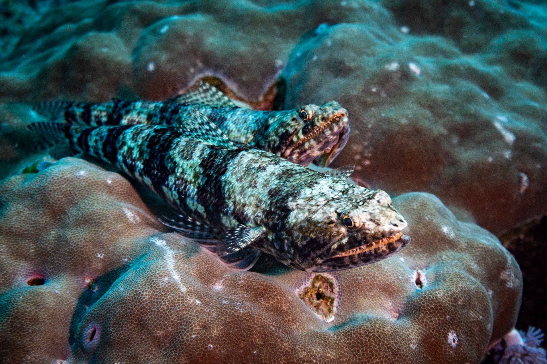 A pair of Lizardfish