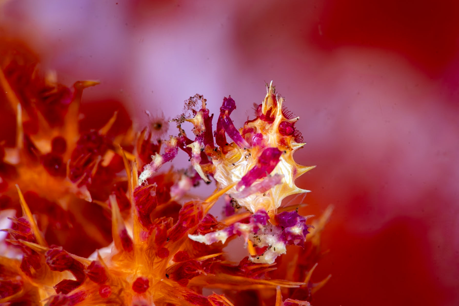 A Soft Coral Crab standing tall fror the picture. Note the red eye and hair on the head--right center.