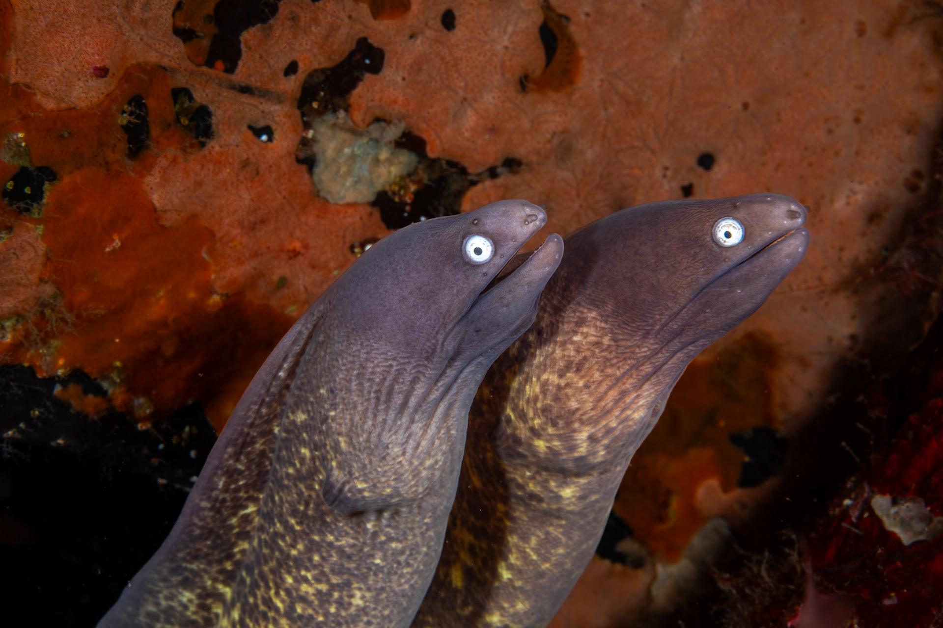 A funny protrait of a pair of White Eyed Moray Eels. Much more common to see them solo.