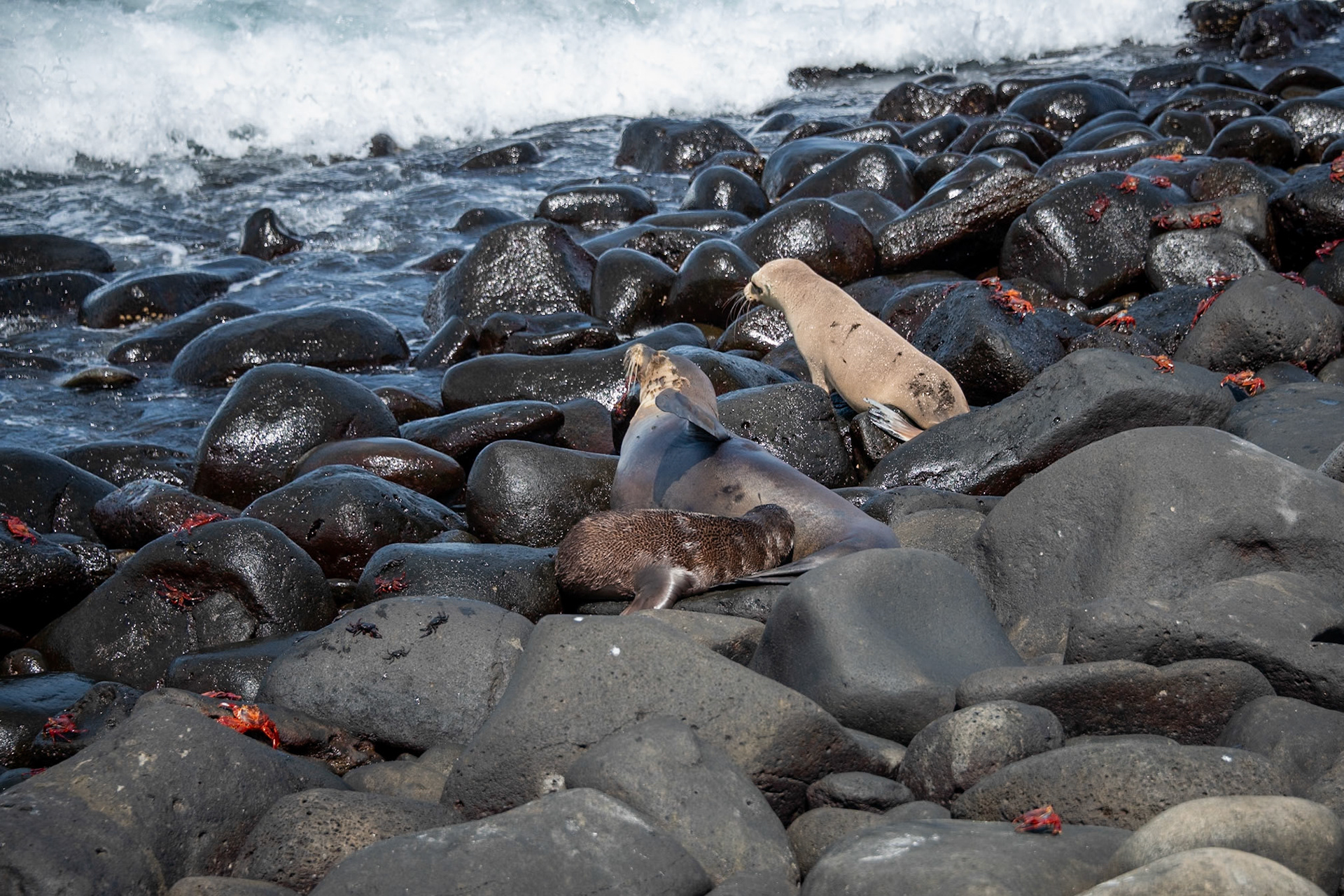 After mom Sea Lion swatted away the other pup.