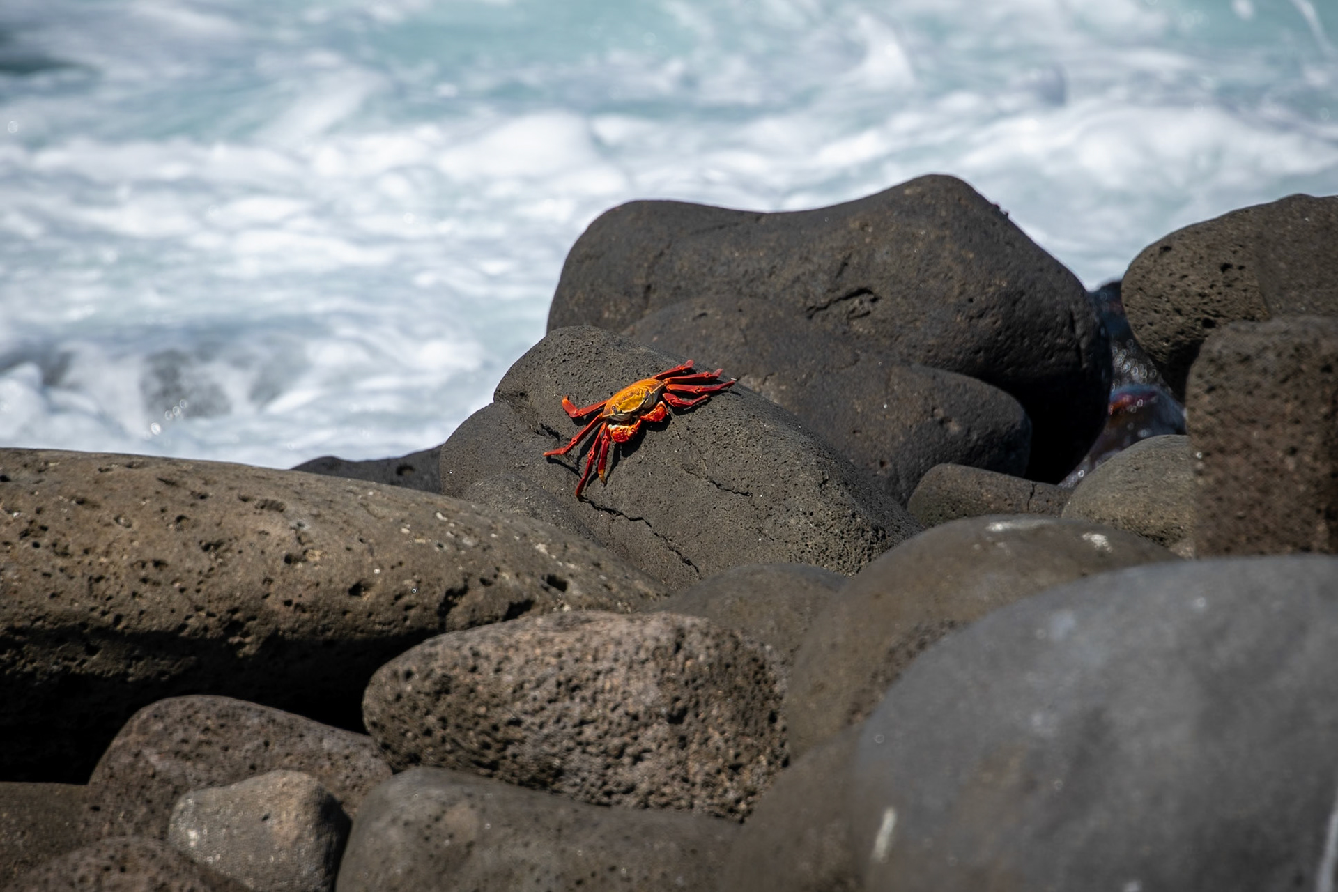 A nice color contrast to the neutral rocks.
