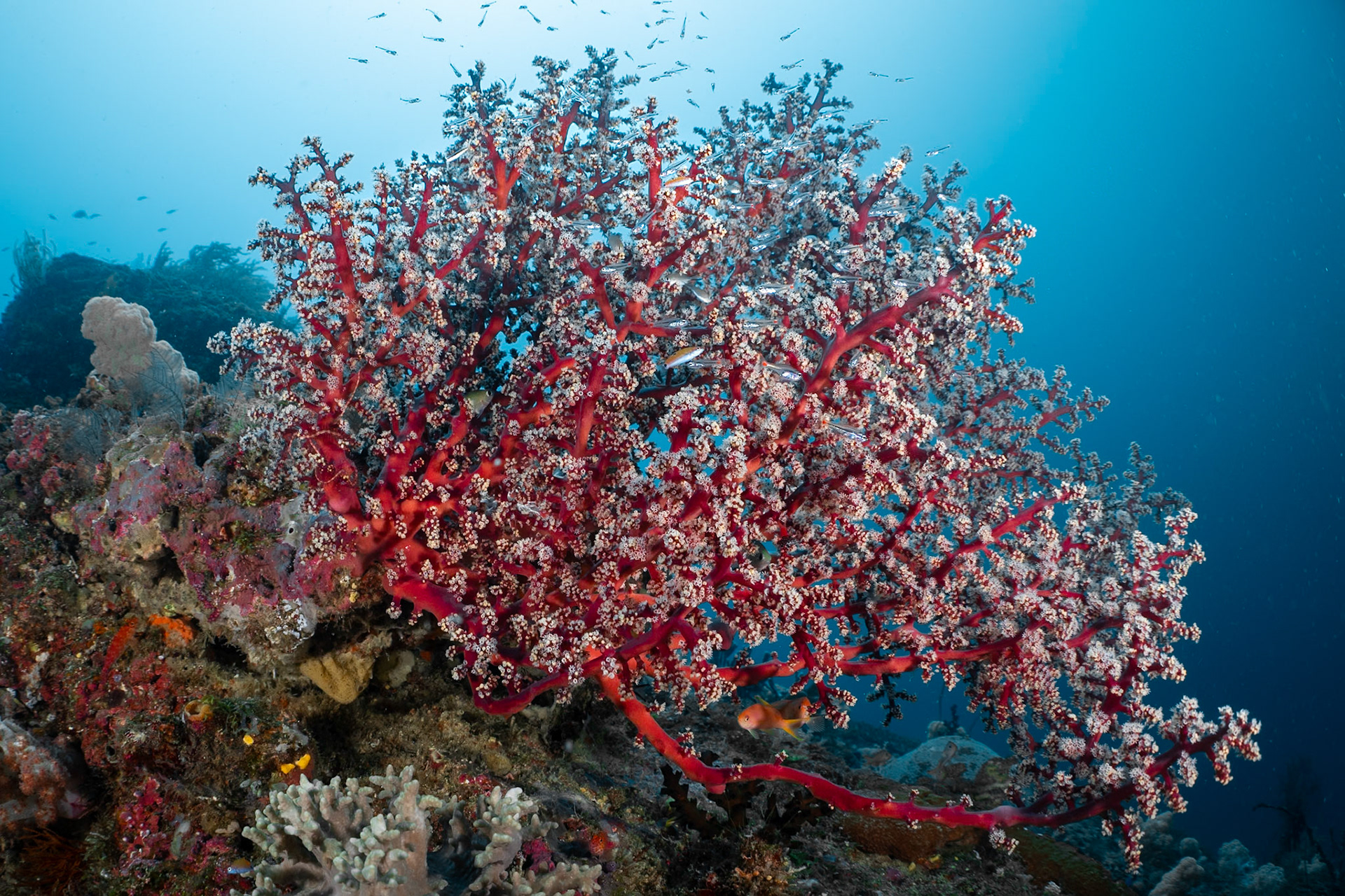 With polyps bright white, this Gorgonian look like a tree of cherry blossoms. West Papua, Indonesia, December 2023.