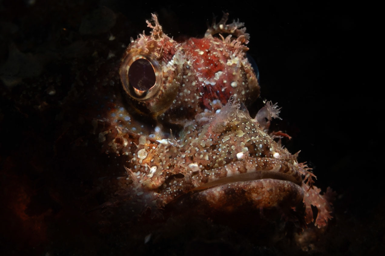 Another tight 3/4 profile with top lighting to show of the frilly skin around her head.