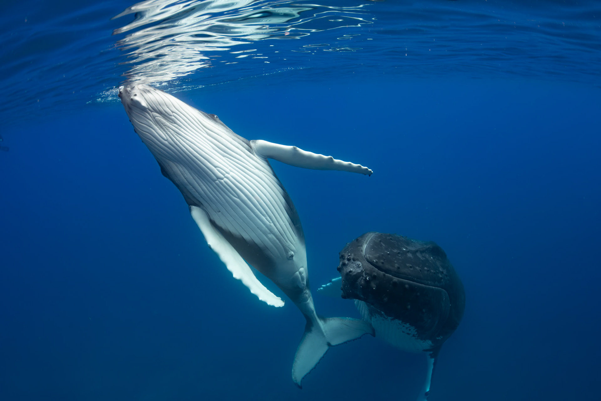 A juvenille humpback  surfacing as mom keeps close.