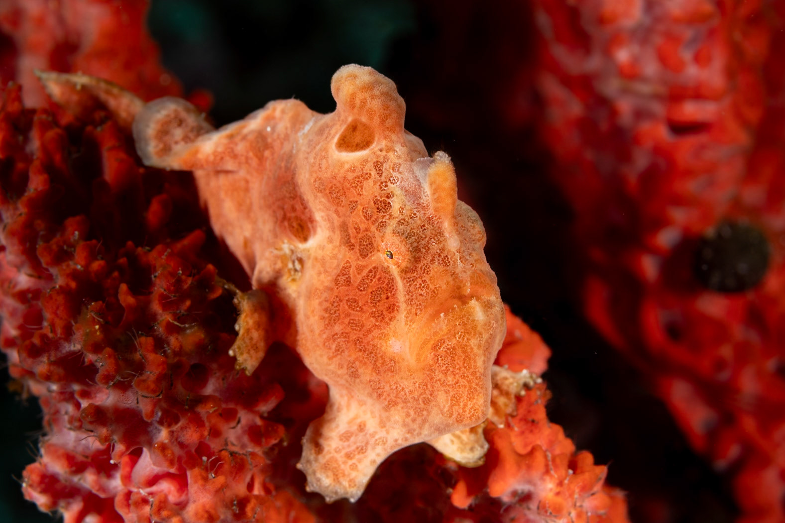 An orange Giant Frogfish (small one) waiting for a meal.