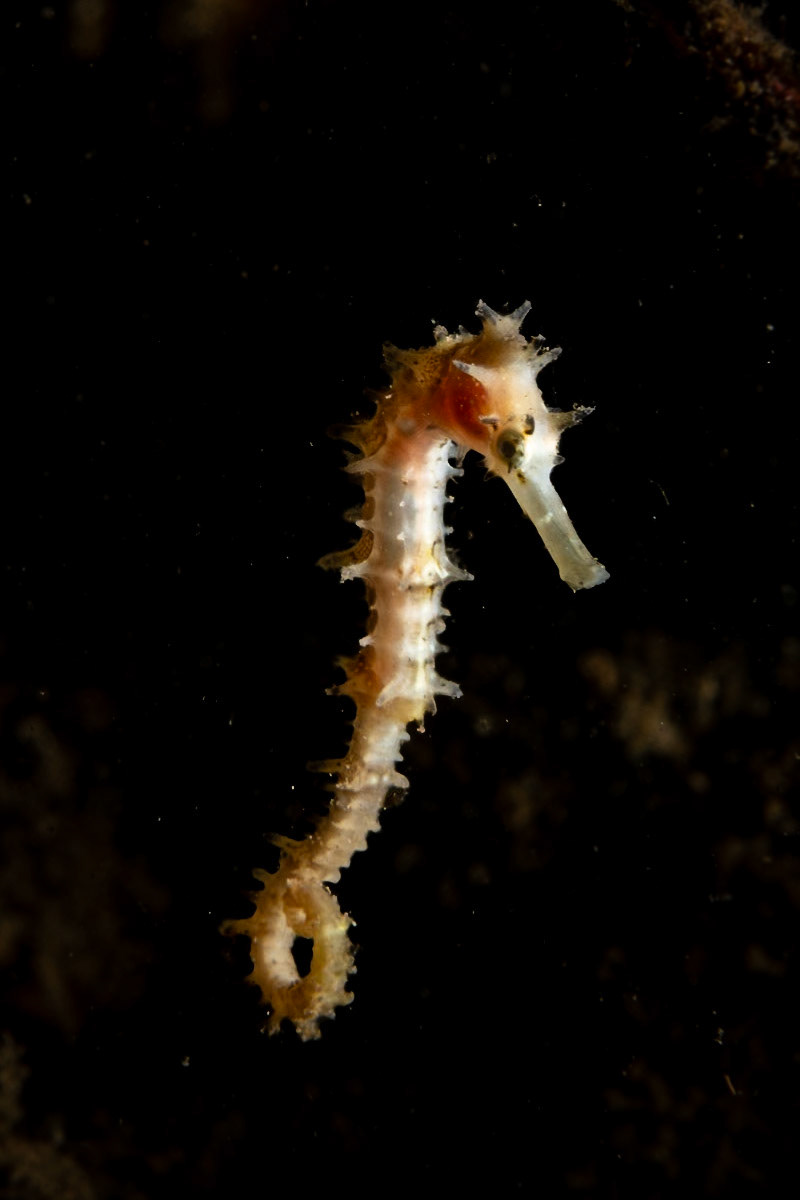 A Seahorse caught free swimming during a night dive. Seahorses are the slowest moving creatures in the world, BTW.