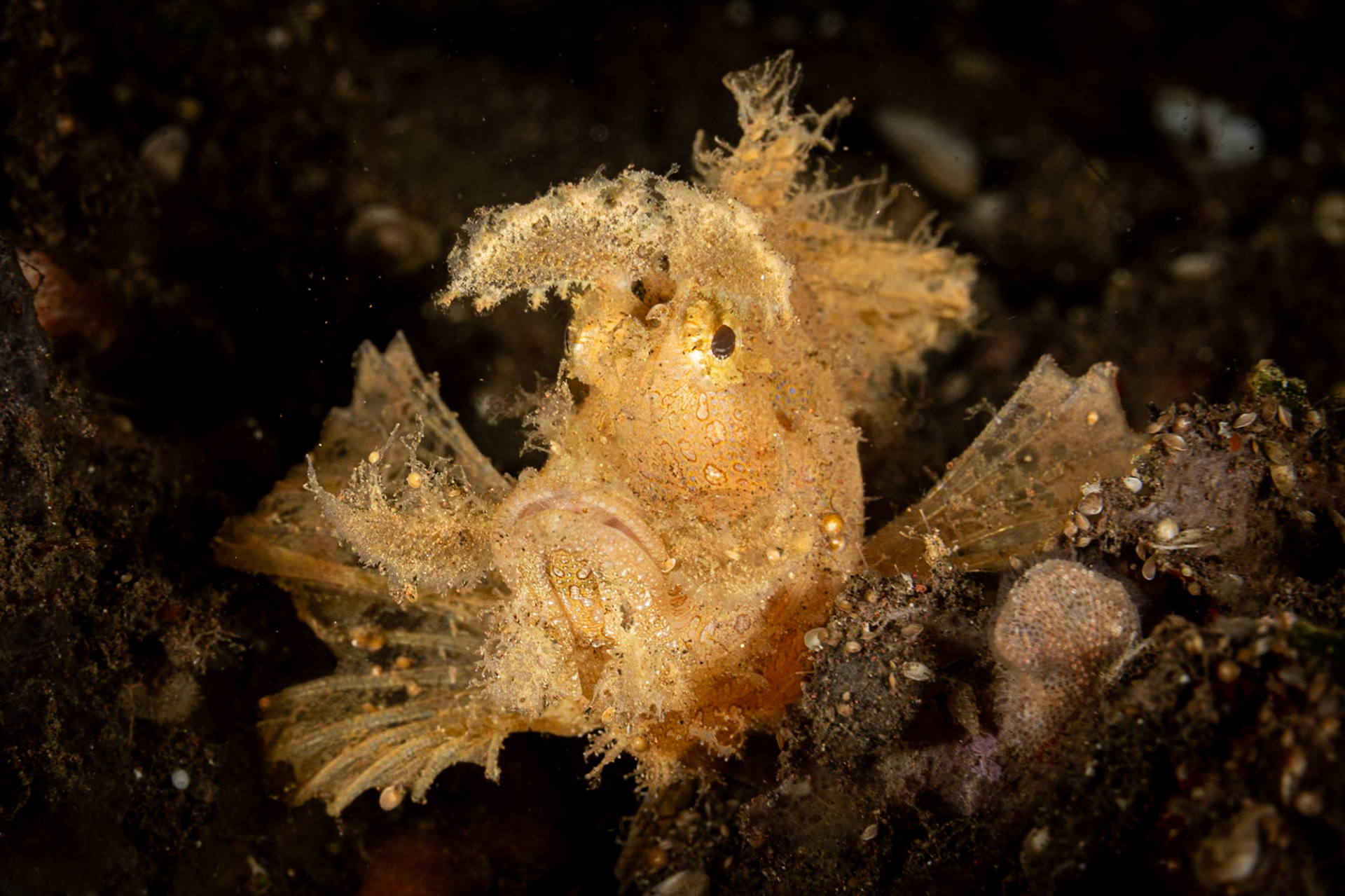 An Ambon Scorpionfish snuggled into the sand. Tulamben, Indonesia, March 2024