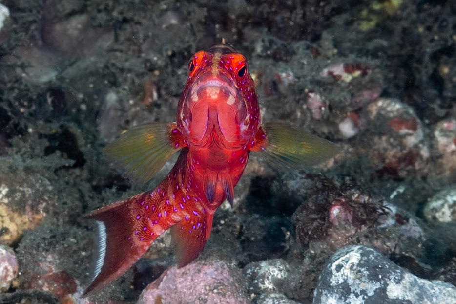 The attitude of this colorful Coral Grouper is amazing given she is confronting a massive creature (me) emitting bubbles and a hundred times her size.