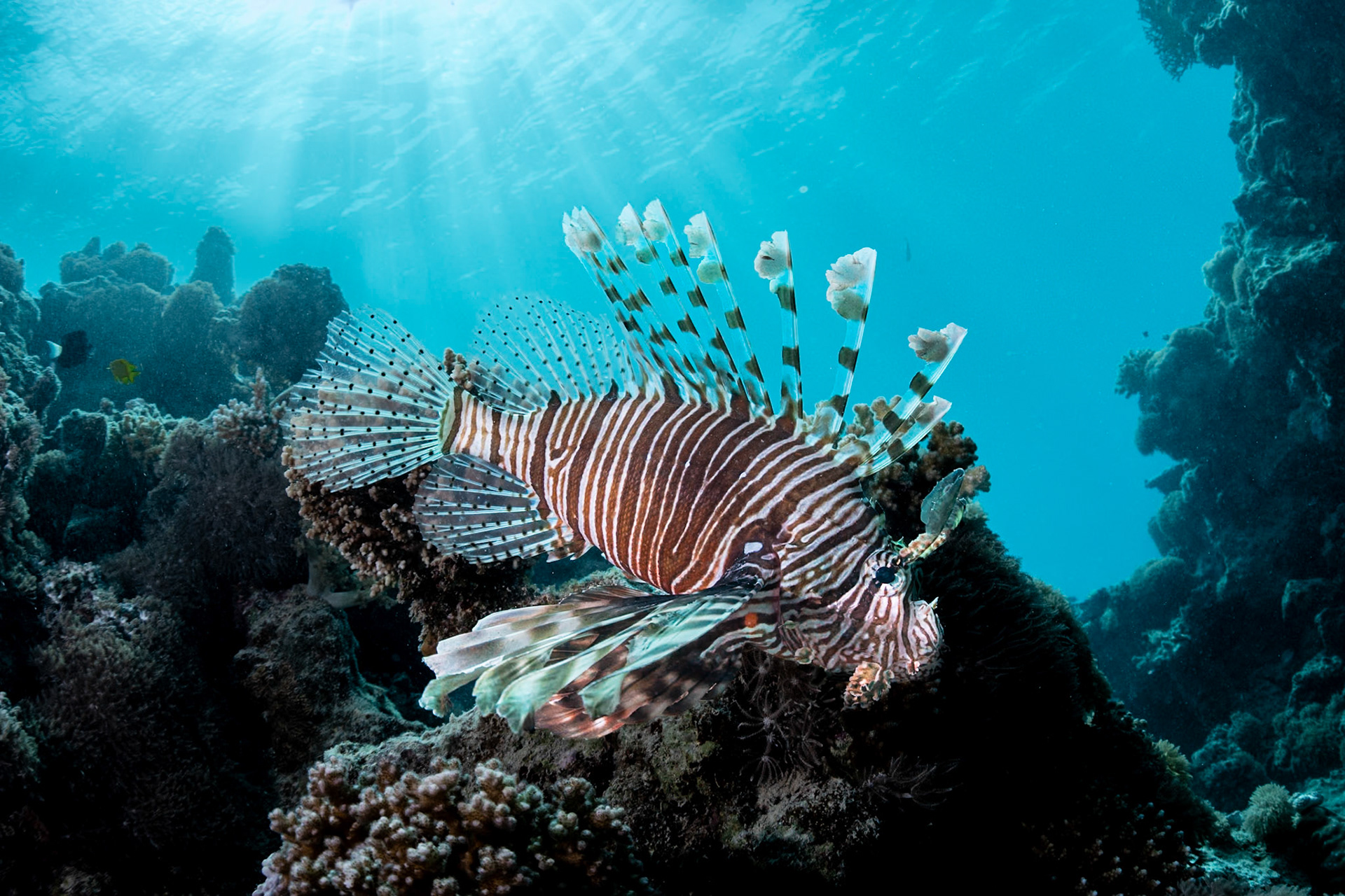A Lionfish in her glory.