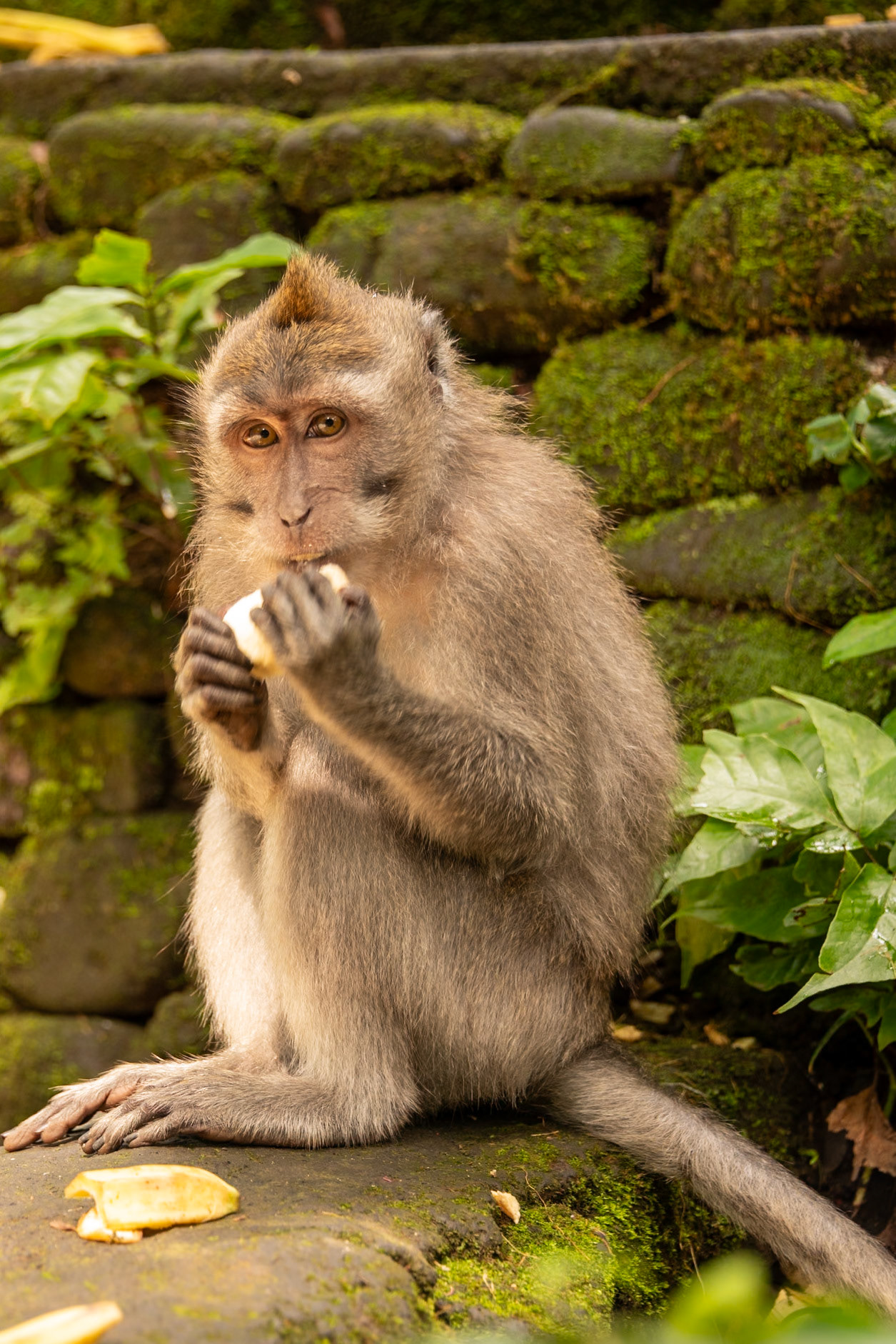 at the Sacred Monkey Forest Sanctuary.
