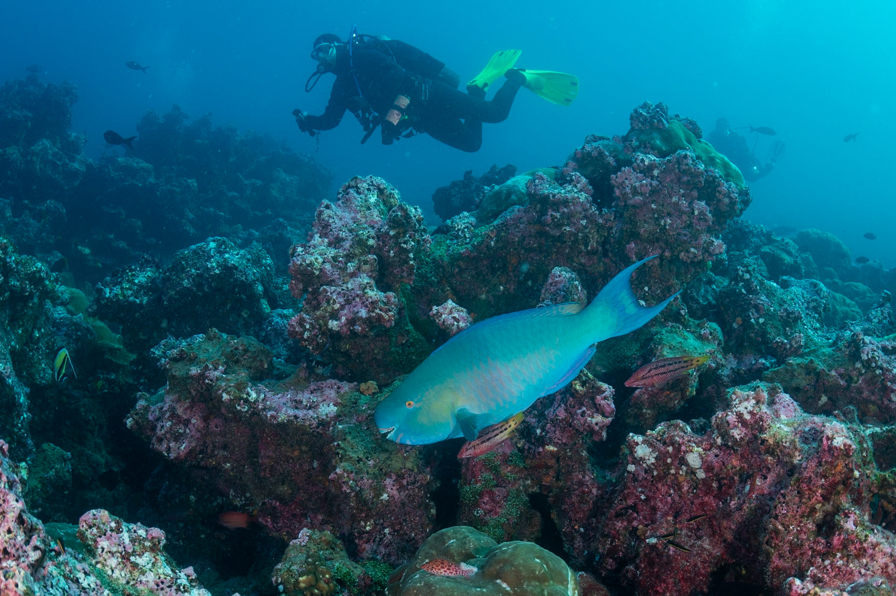 Another Parrotfish trying to avoid my camera.