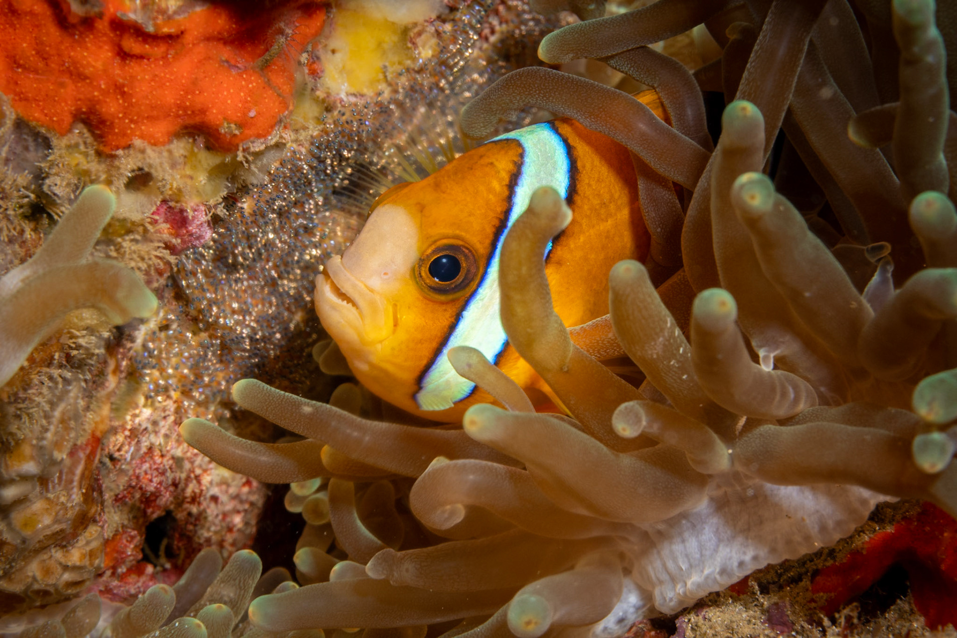 A male Anemonefish guarding eggs on the wall next to his host anemone. He will gaurd the eggs until they hatch after 6-10 days.