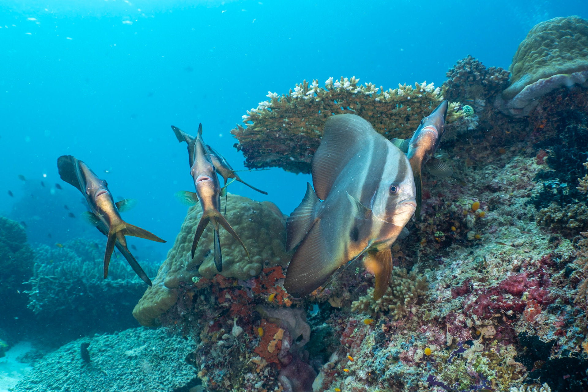 A group of Longfin Spadefish at a cleaning station. They are tilted, i assume, to make themselves more visible to the cleaner fish below.