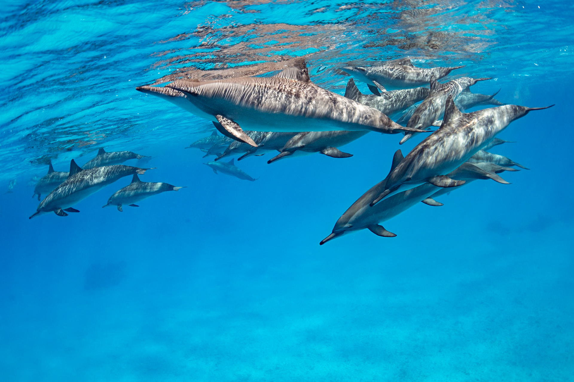 Spinner dolphins in the Red Sea, Egypt. November 2021.