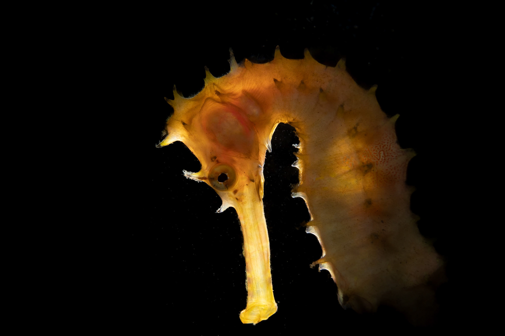A seahourse with the strobe behind to show off her translucence.