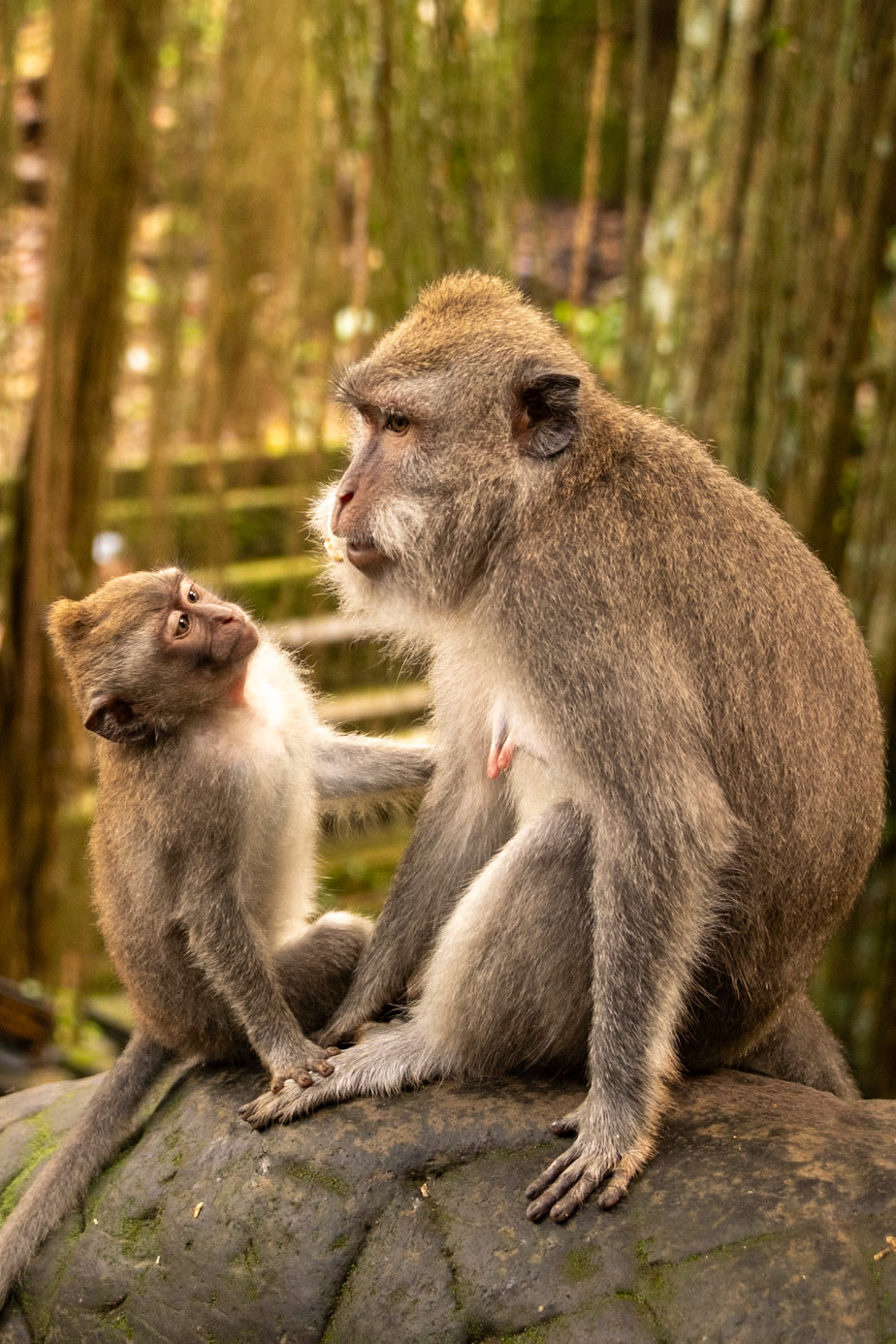 Mom and baby at the Sacred Monkey Forest Sanctuary.