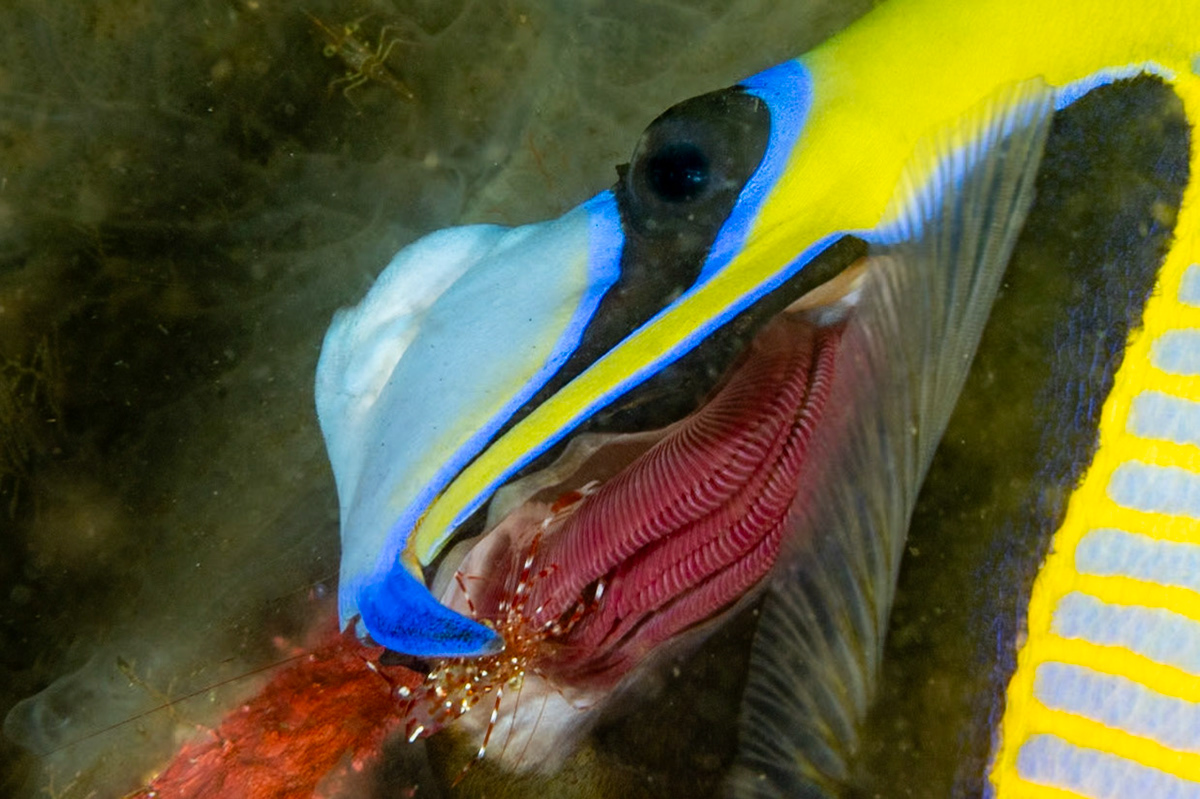 This is a weird and intimate shot of a large Emperor Angelfish having the inside of her gills cleaned. Notice the little red and white shrimp at work in the lower left.