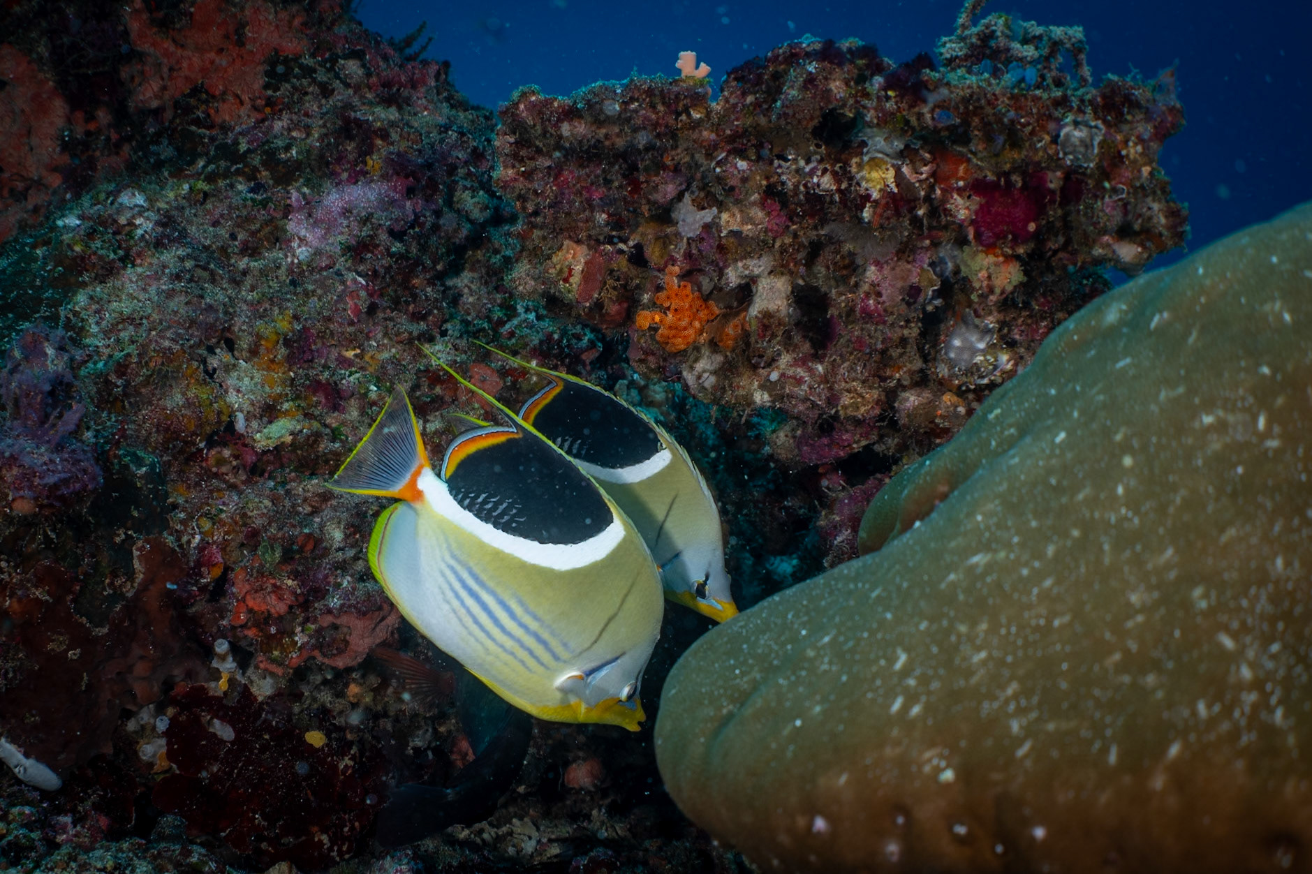OMG, the design and colors. This is a Saddled Butterflyfish, which I haven't seen since 1991 in Truk Lagoon.