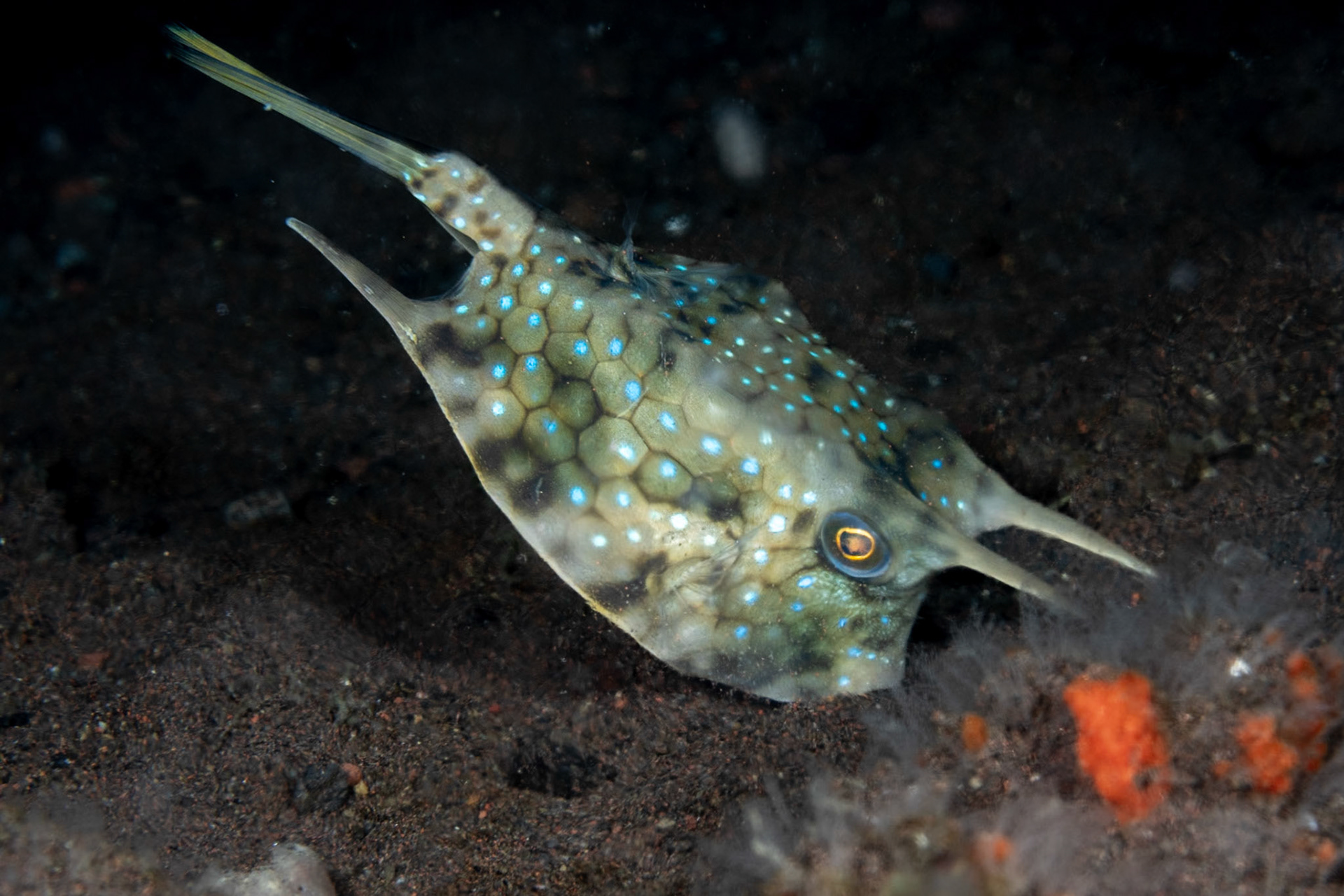 A Longhorn Cowfish showing what her long snout is designed for--burrowing into the sand for inveritbrates. In all my diving this is the first time to witness a cowfish feeding.
