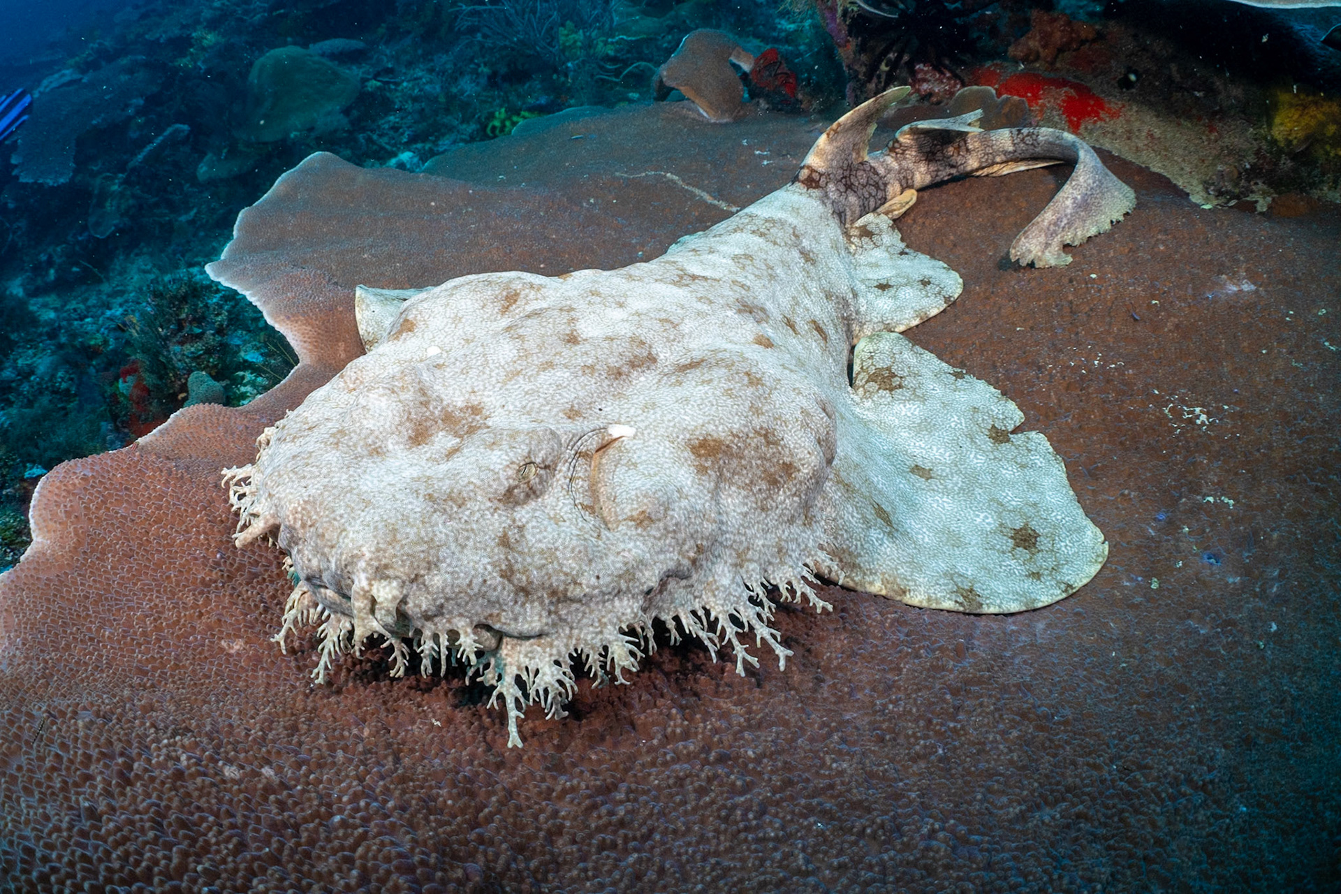 A smaller Tasselled Wobbegong Shark around 4' in length. Her eye is southwest of the white spot on the forehead.
