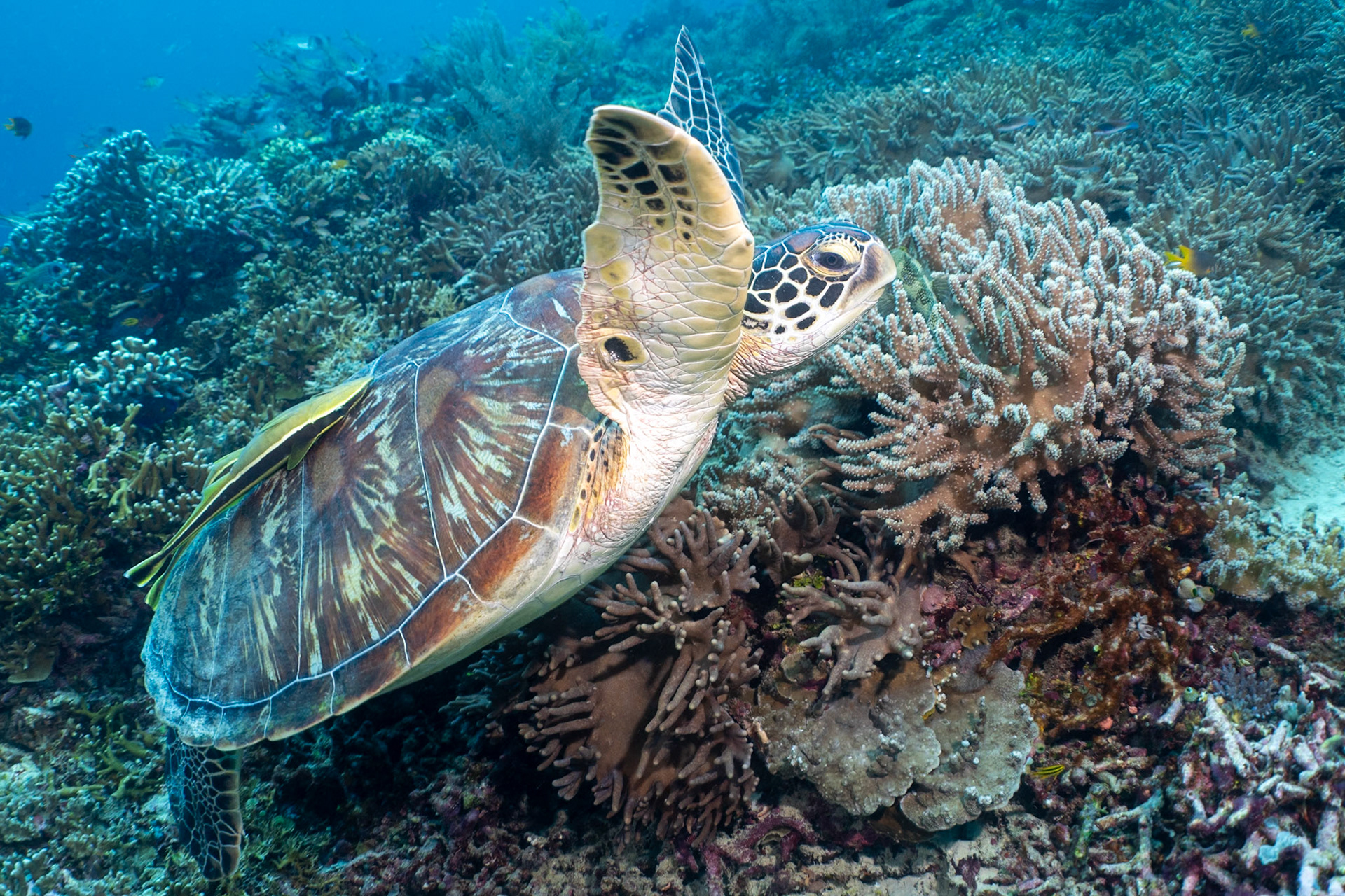 Always have to photgraph a turtle if encountered!