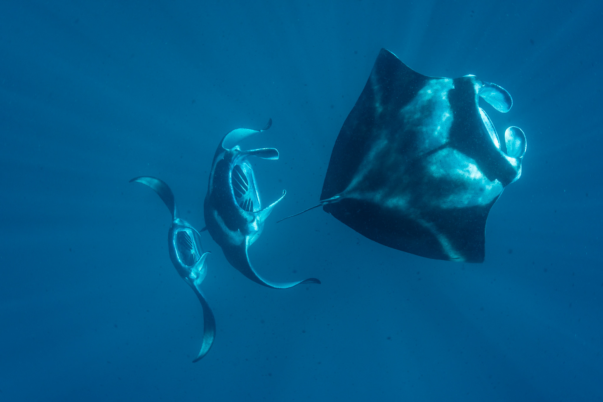 Reef mantas swimming in formation. Maldives, April 2021