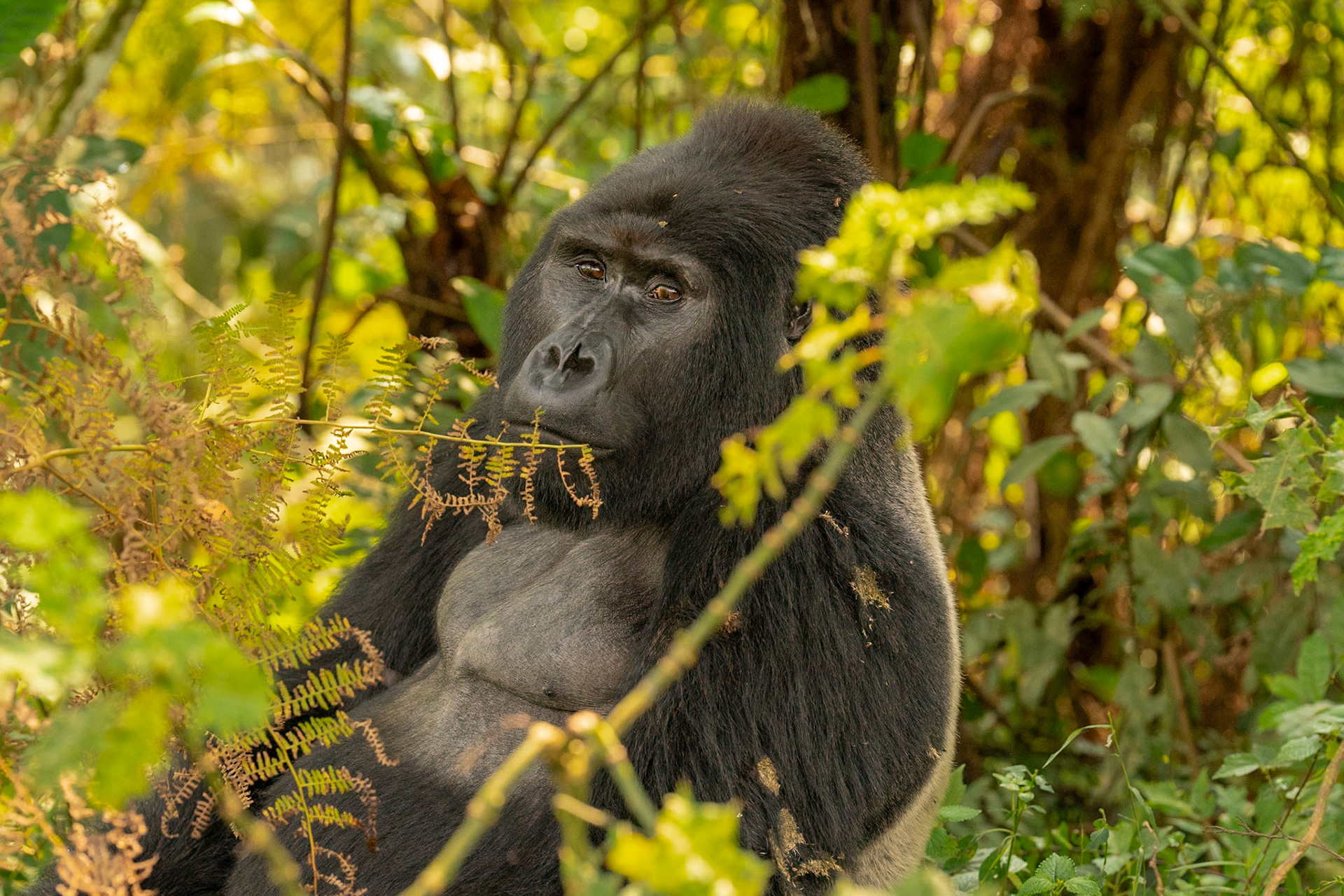 Gorilla-Silver Back