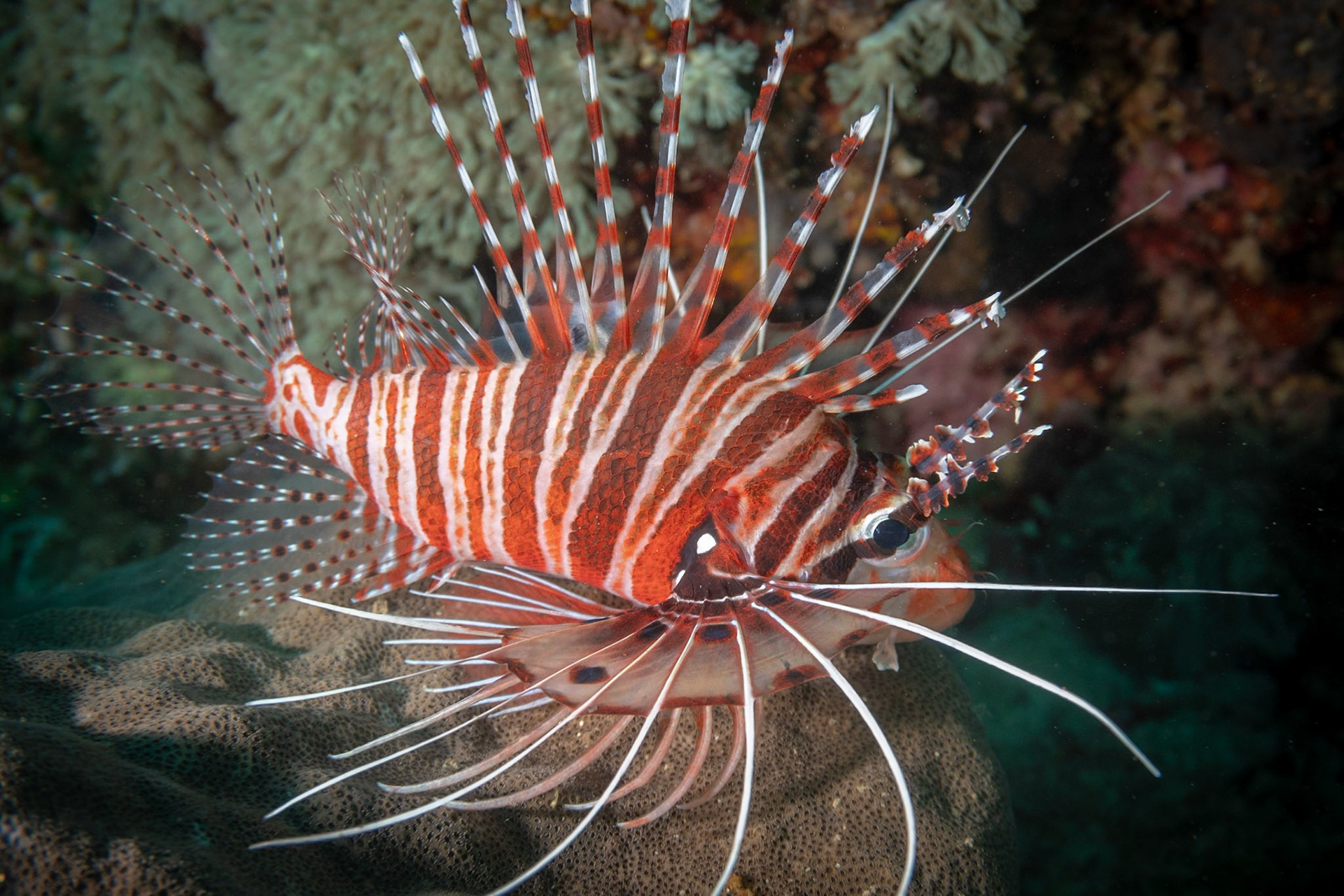 Crazy fin/rays, especially the ones over eyes.