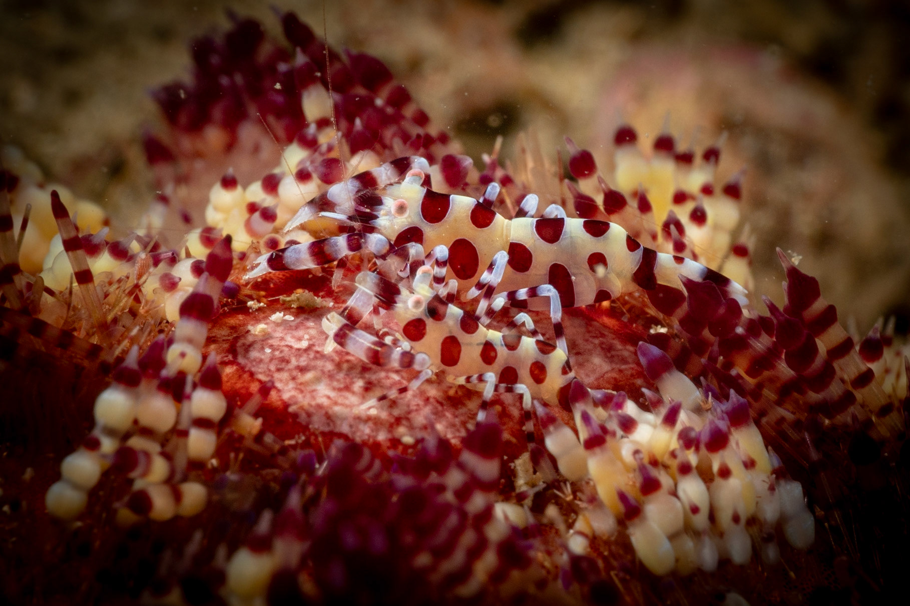 Apparently these shrimp are found exlusivley on this type of urchin--Variable Fire Urchin.