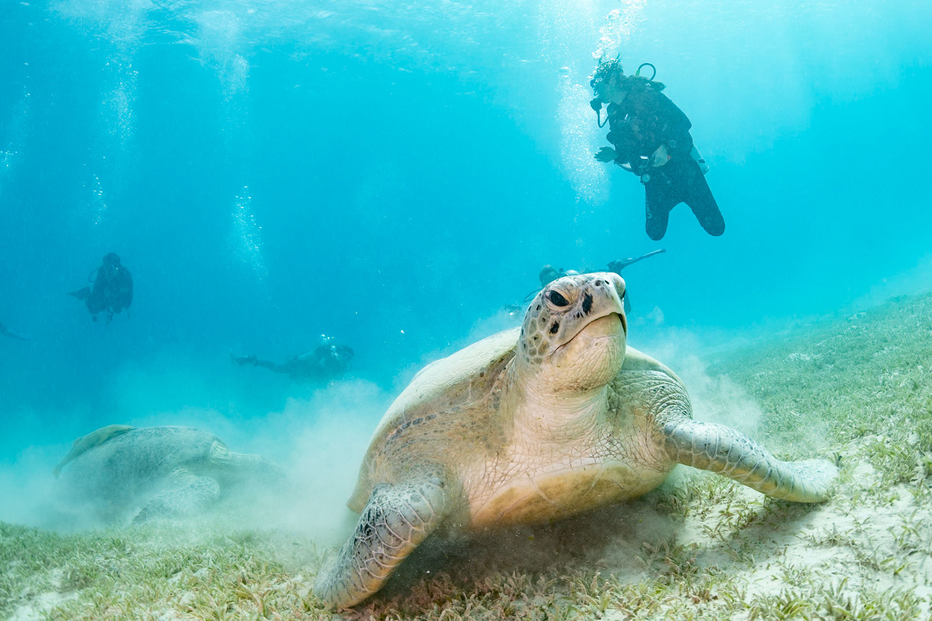 Excited divers stumbling upon two Green Turtles snacking on sea grass.