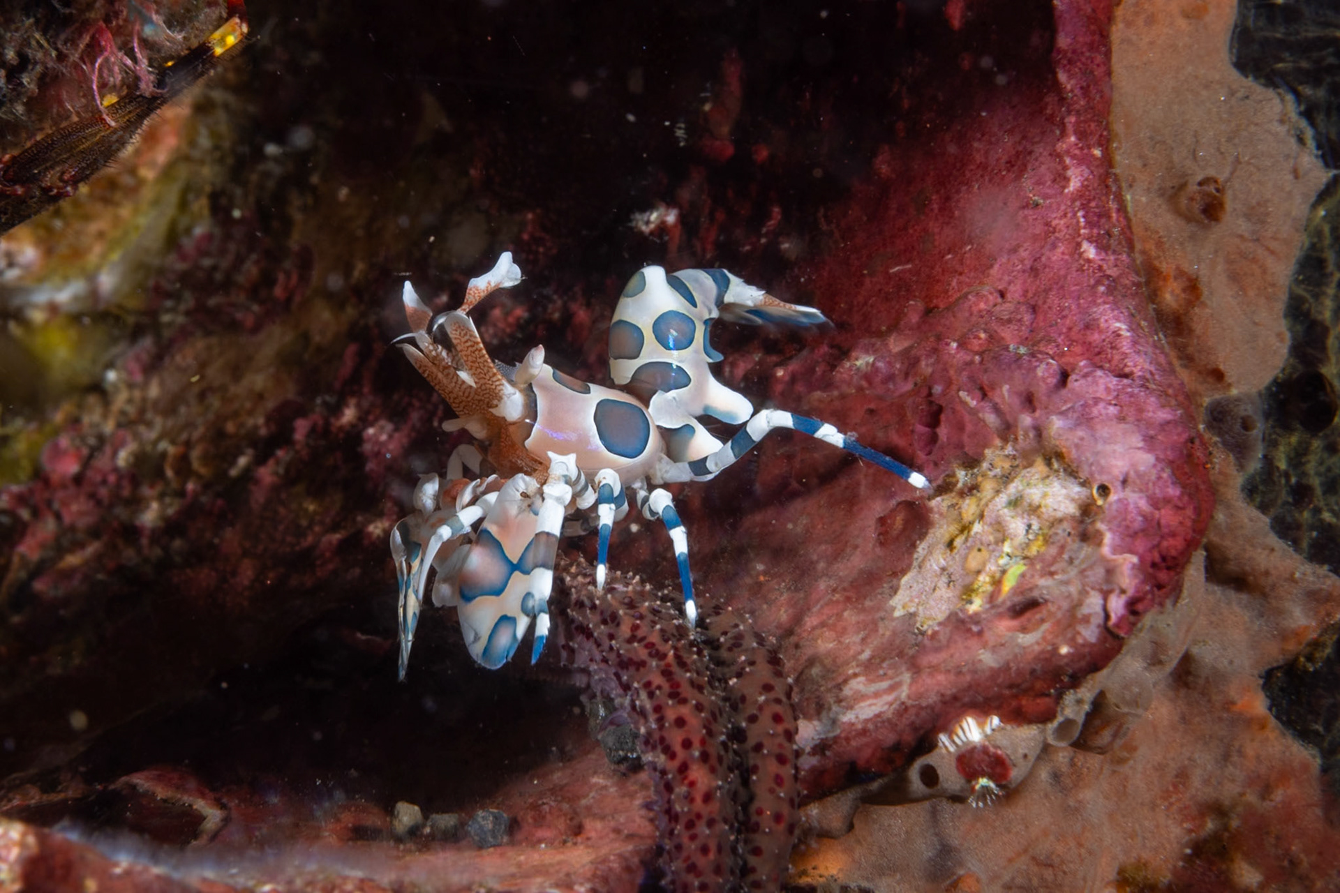 A Harlequin Shrimp with a sea star arm that is their food source.