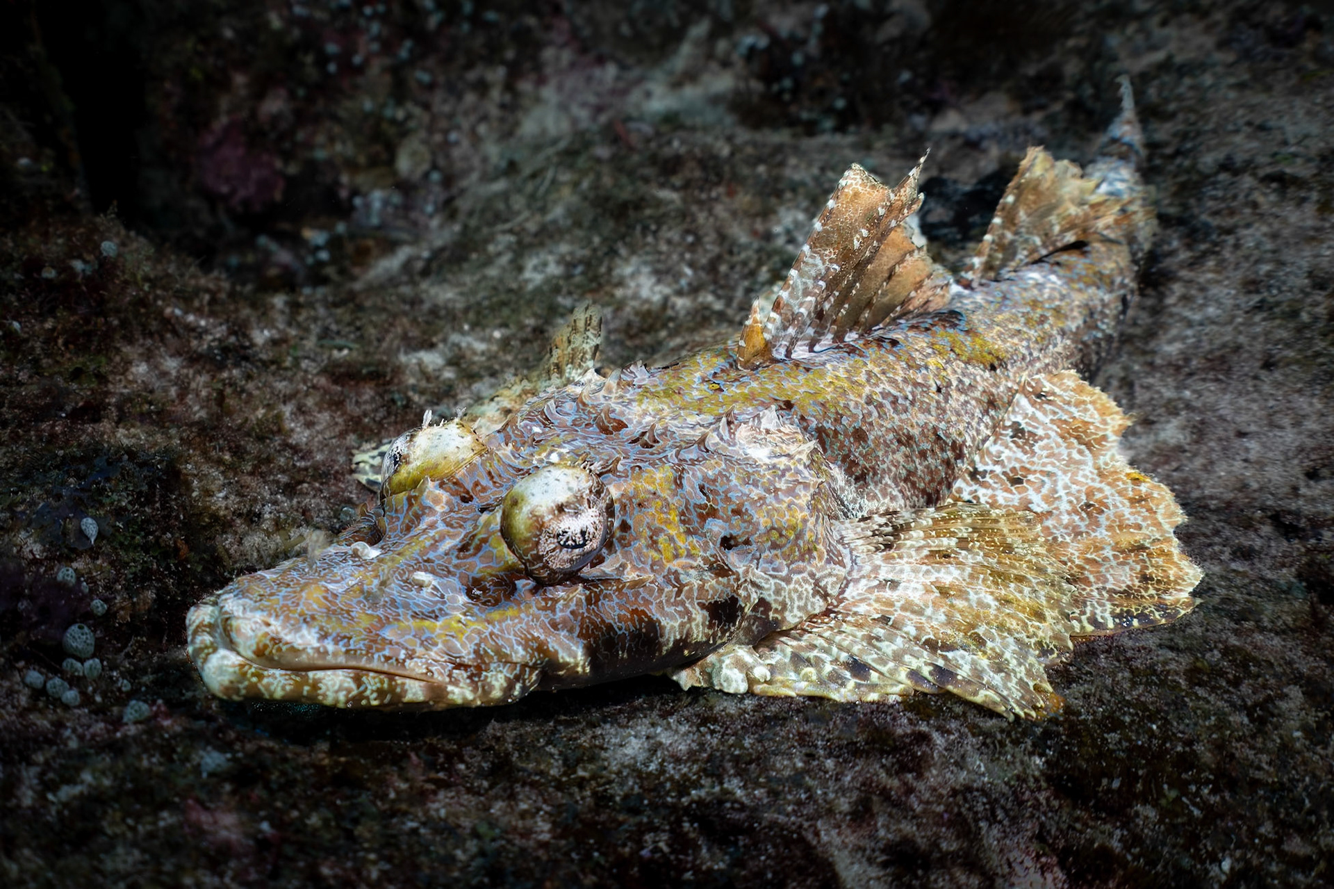 Yet another first, a Crocodilefish!  its mouth is to the left with big marble-like eyes just behind.