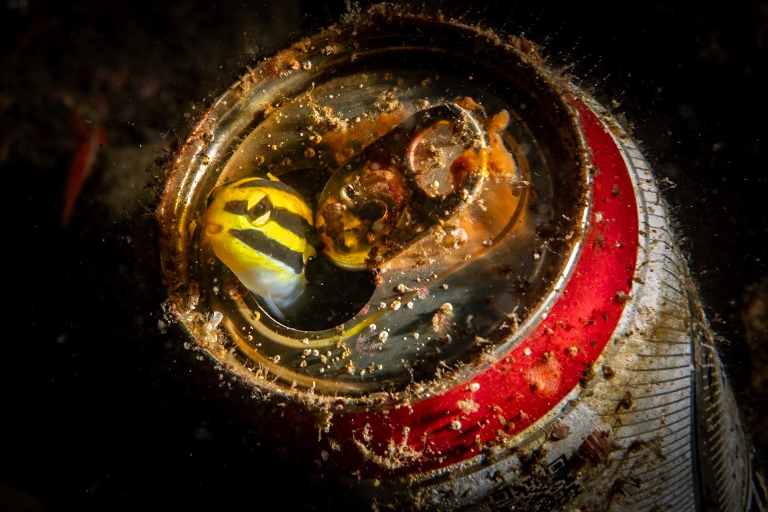 Trash provides sanctuary for this Striped Fangblenny. Pertamina Jetty, Indonesia