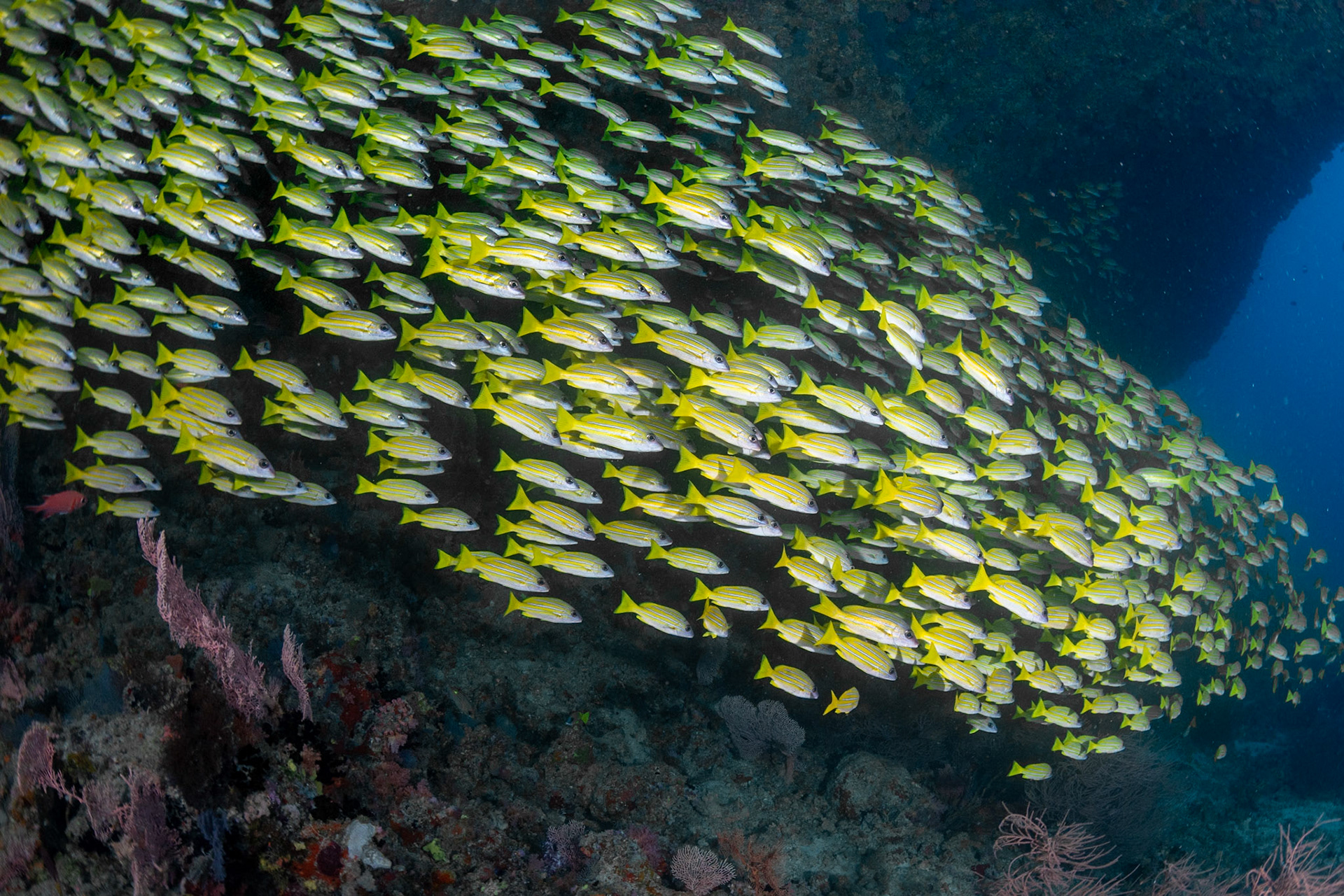 A fish school rushing by at Alifu Atoll, Maldives. April 2021