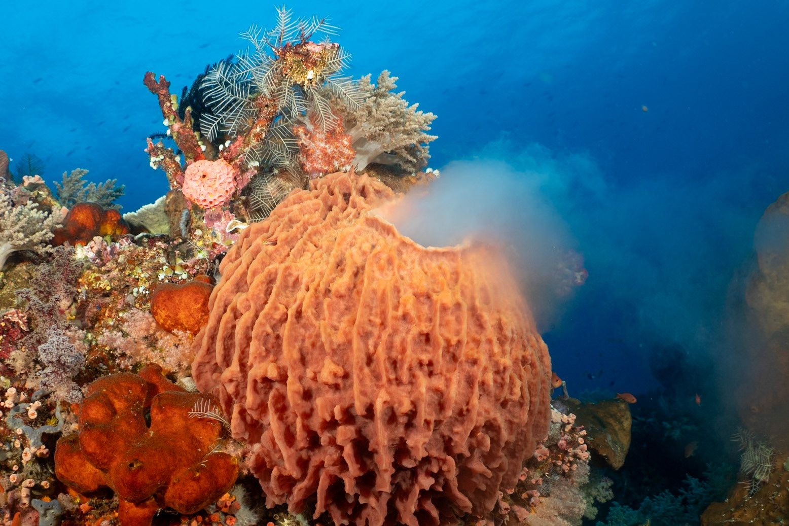 A Barrel Sponge spawning!  Happens only twice a year. Some Barrel sponges are 2,000 years old!