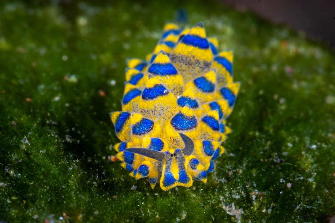 The Leaf Sheep nudis were the highlight of teh trip for me. Many are included.