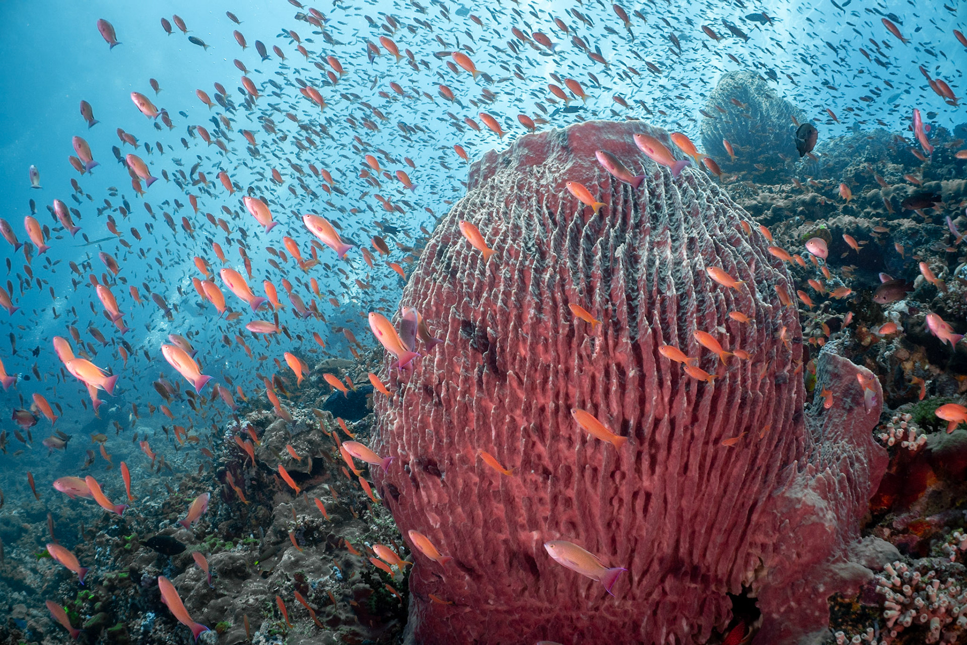 A fish explosion at Verde Island, Philippines. February, 2019.