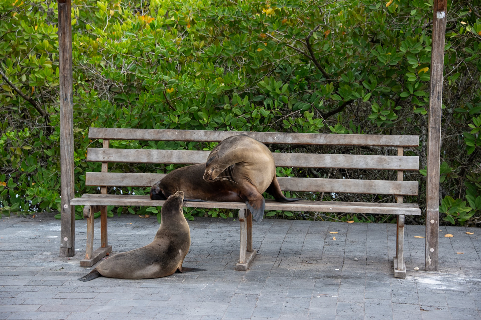 Nusing in npublic isn't an issue for sea lions.
