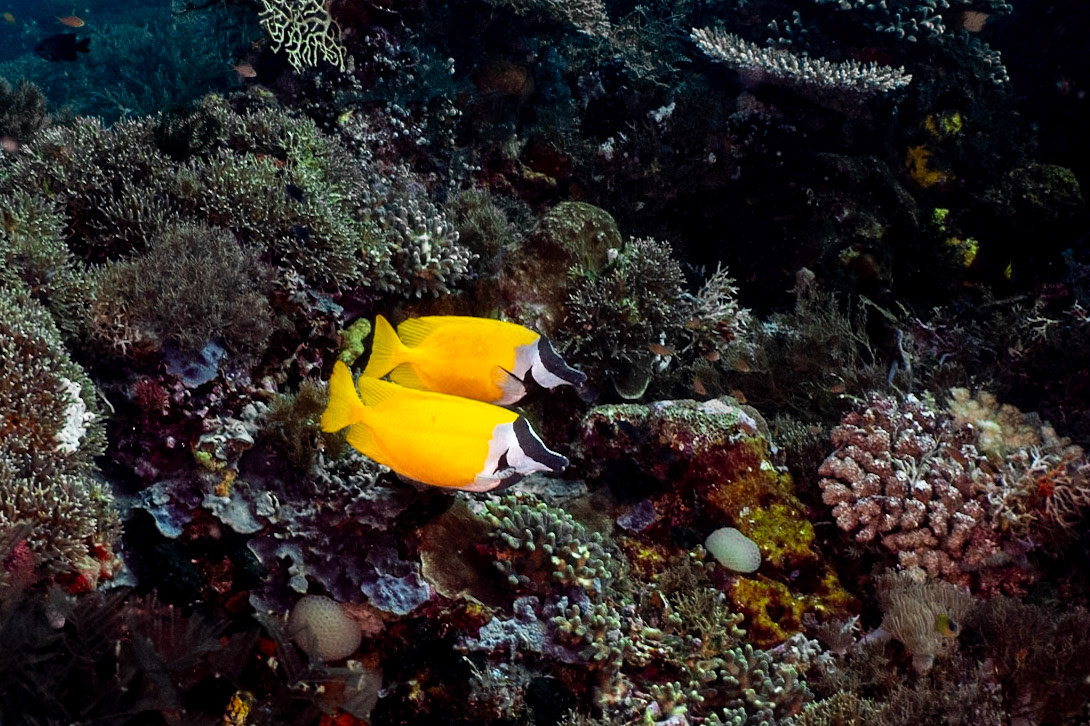 Not so much a great picture, but a first sighting of a Fox Faced Rabbitfish. Love the name.