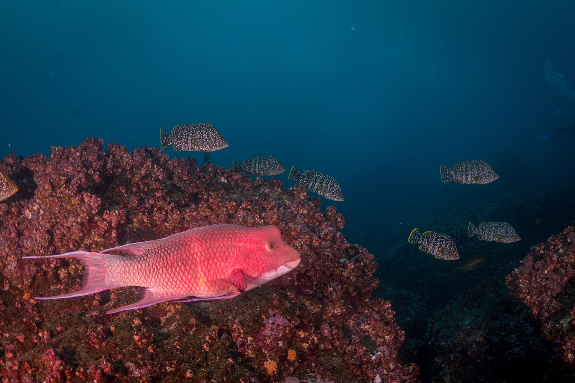 A supermale Streamer Hogfish with a group of Leather Bass.