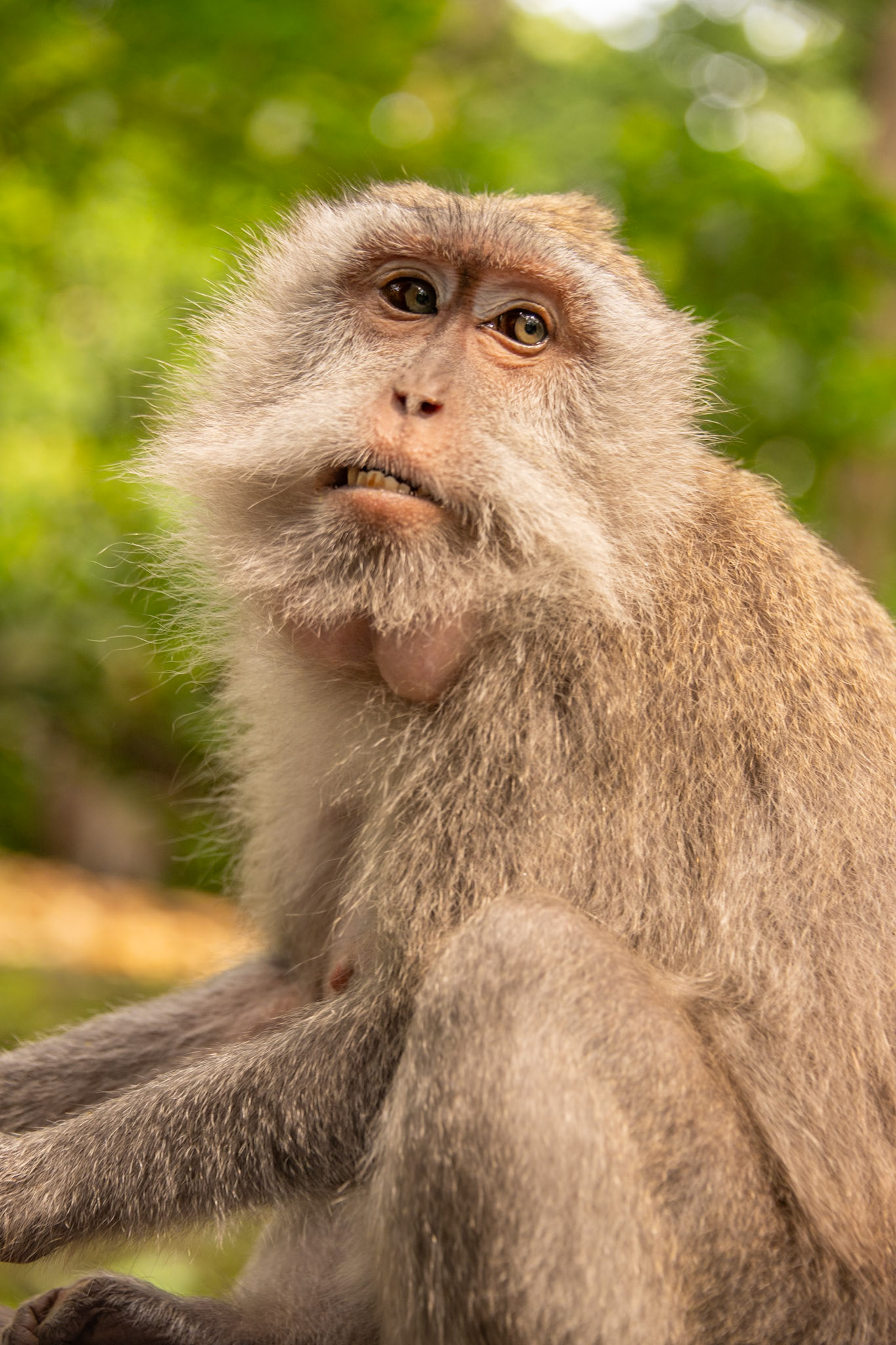 Soulful look at the Sacred Monkey Forest Sanctuary.