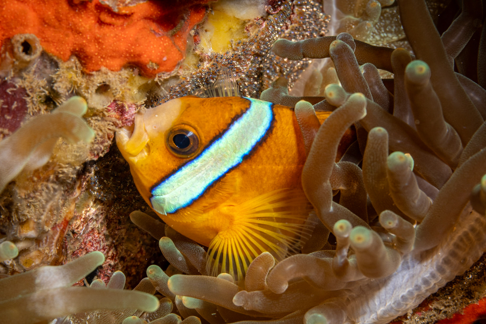 A male Anemonefish removing debris encoarching eggs on the wall next to his host anemone. He will gaurd the eggs until they hatch after 6-10 days.