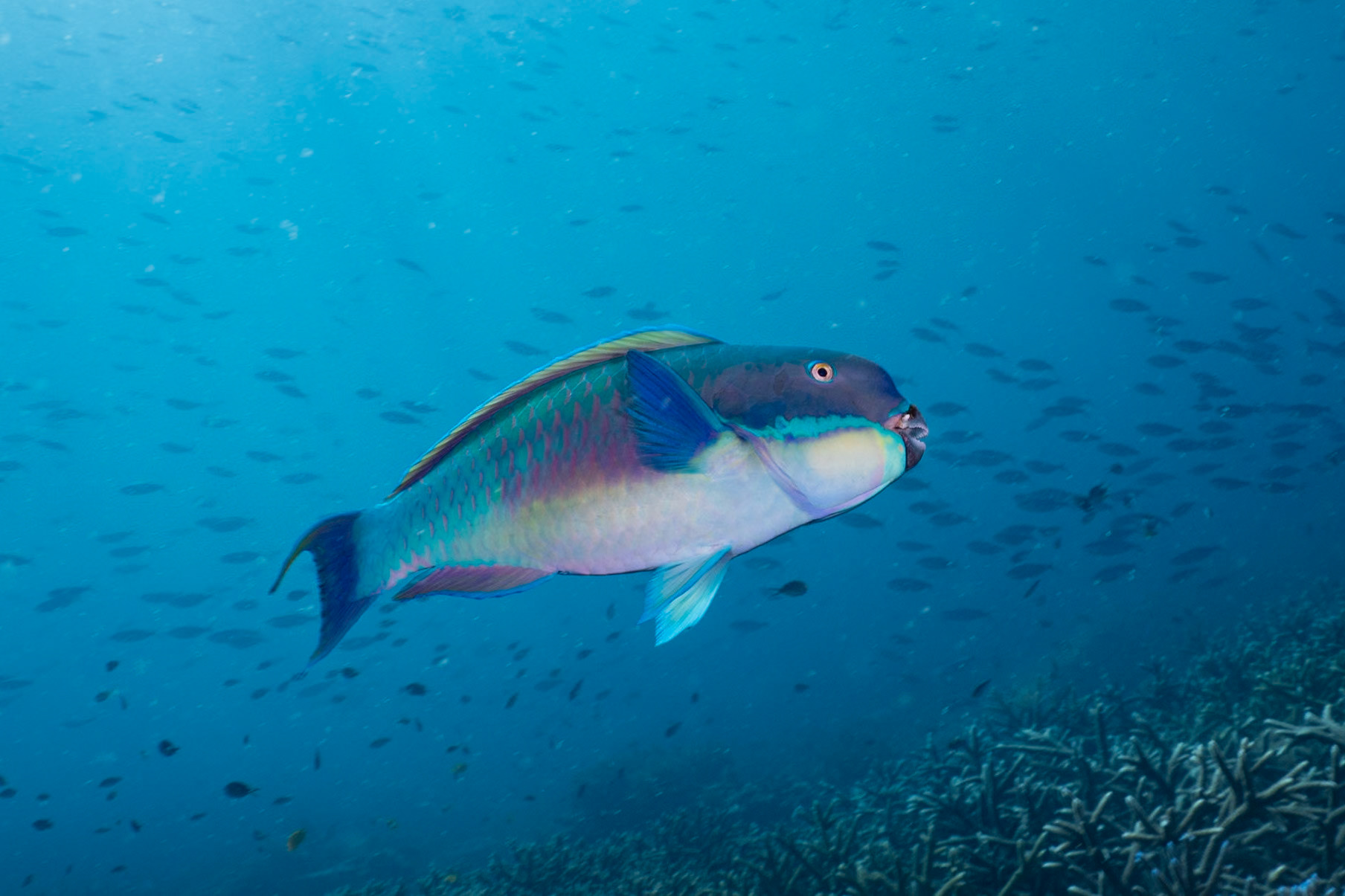 A Steephead Parrotfish swimming above to check me out. Note the teeth used to crunch hard corals.