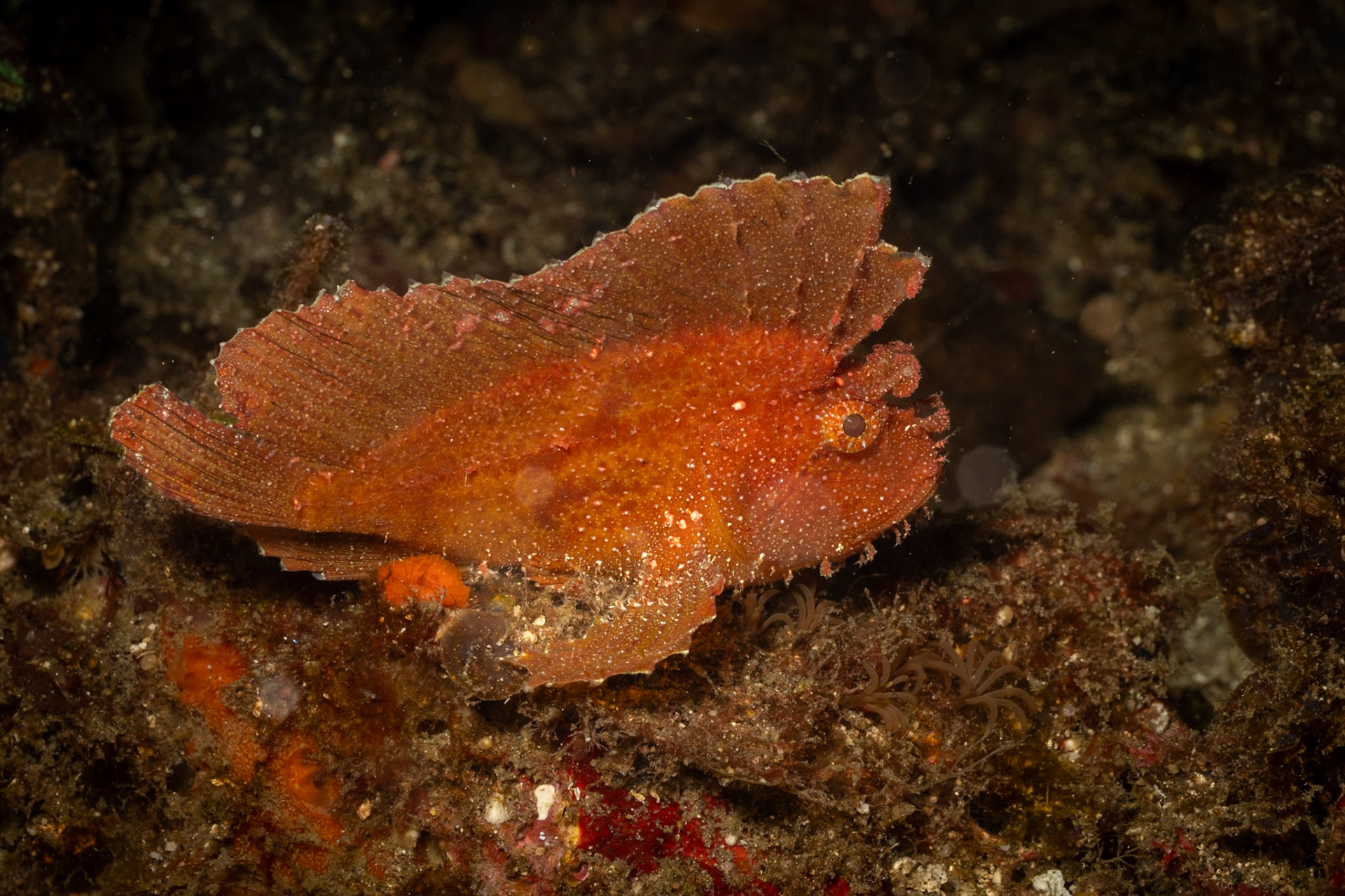 This is a Leaf Scorpionfish. Without the strobe light illuminating, she looks just like a leaf.