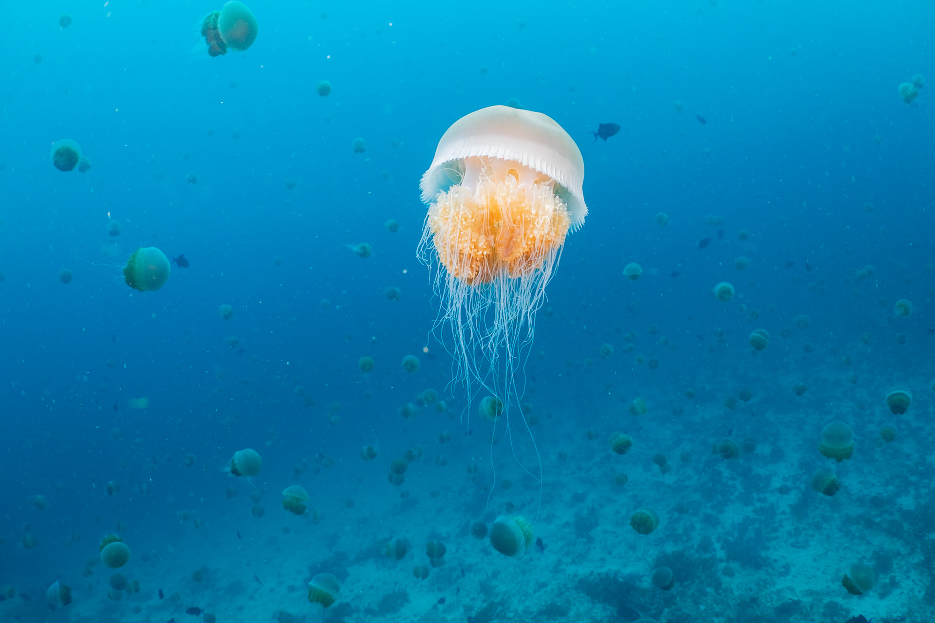 We were annoyed when our dive site was swarmed with Jellies, but I found they lit up nicely for photographs.
