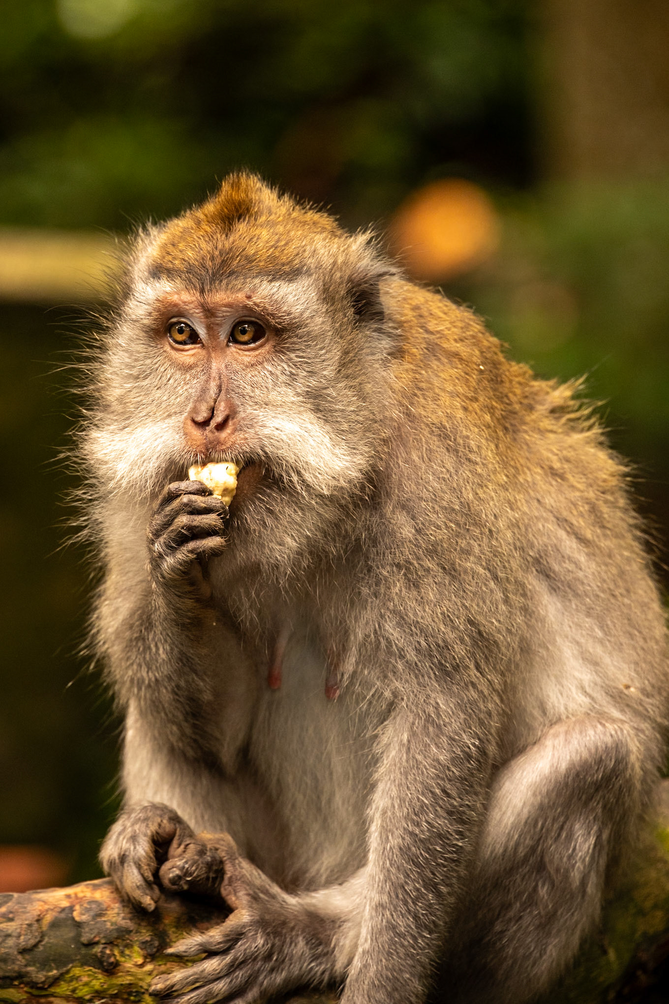 at the Sacred Monkey Forest Sanctuary.