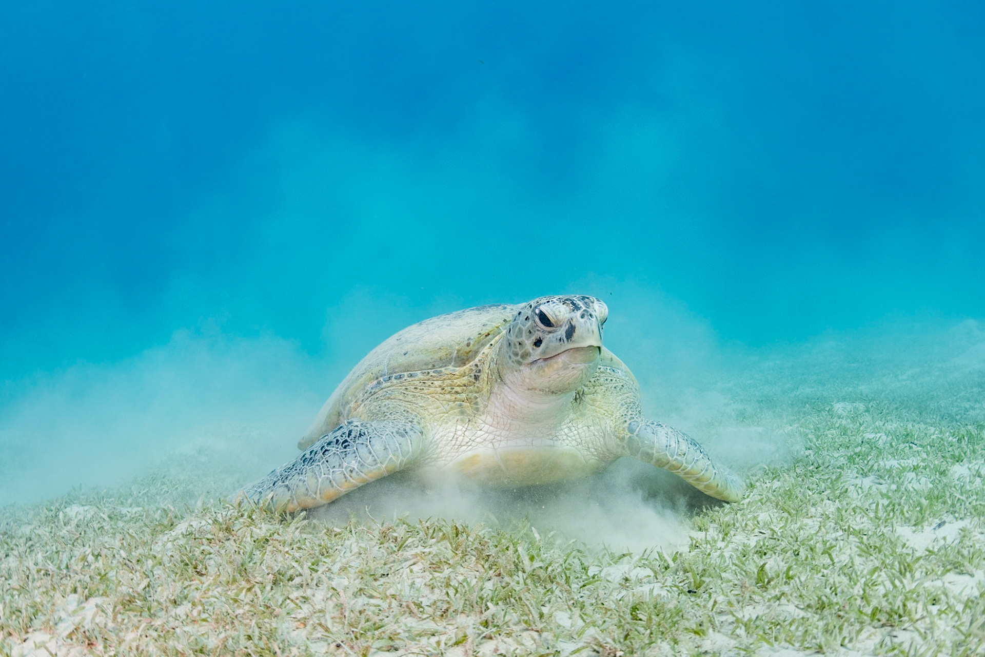 The sand kicked up the turtle created a cloud-like look.