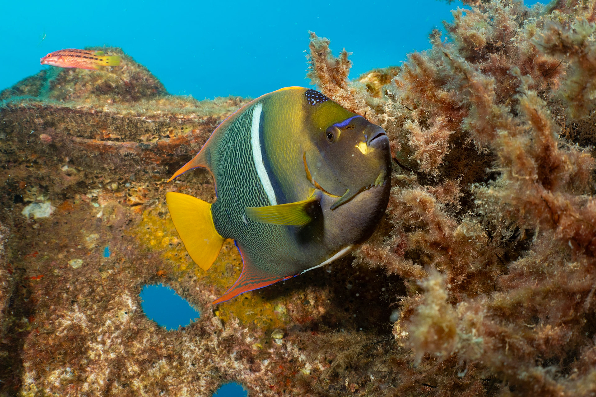 A King Angelfish nearly transistioned to adult colors.